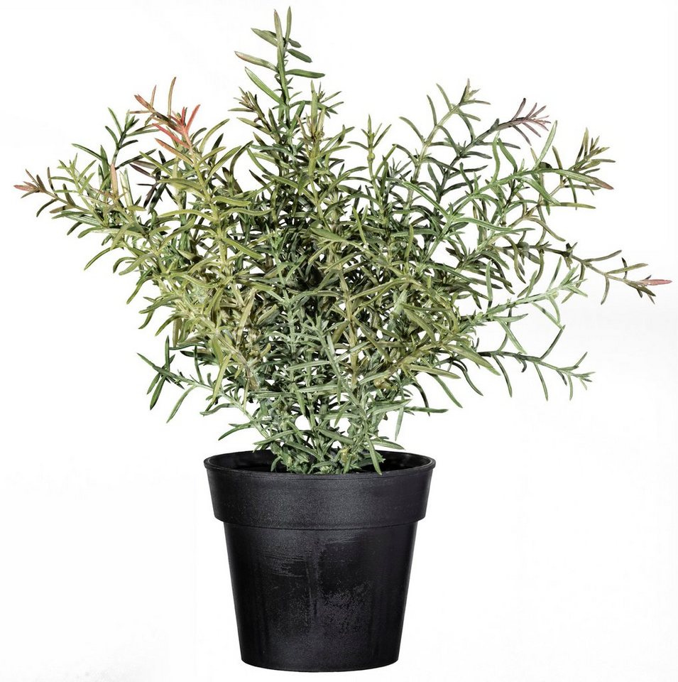 Kunstpflanze Rosmarin Rosmarin, Creativ green, Höhe 30 cm