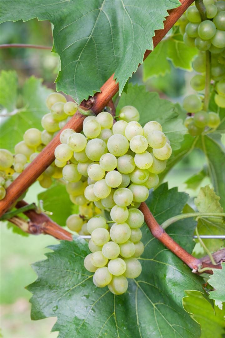 Pflanzen für Dich Obstpflanze Vitis vinifera Bianca, 1 St., Weinrebe, Tafeltraube, Bianca-Traube, weißtraubig, pilzresistent