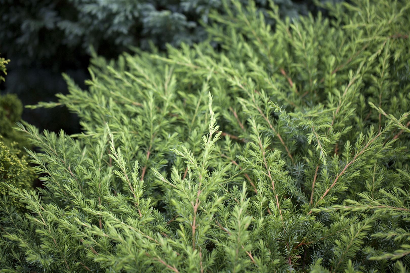 Pflanzen für Dich Konifere Juniperus conferta Schlager, 1 St., Japanischer Kriechwacholder, Teppichwacholder, niedrigwachsend, nadelgrün