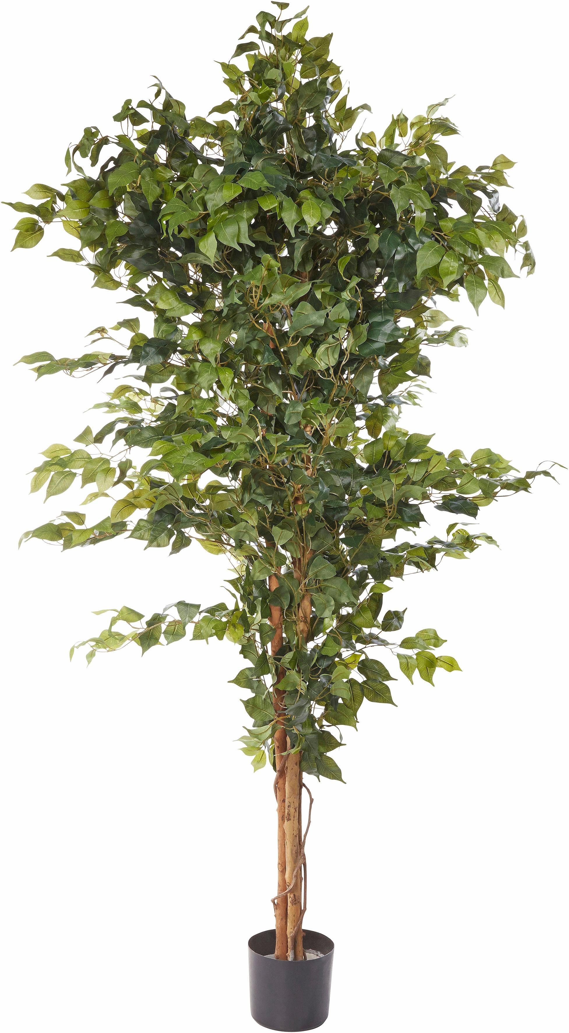 Kunstpflanze Ficus Benjamini Grünpflanze, Creativ green, Höhe 150 cm