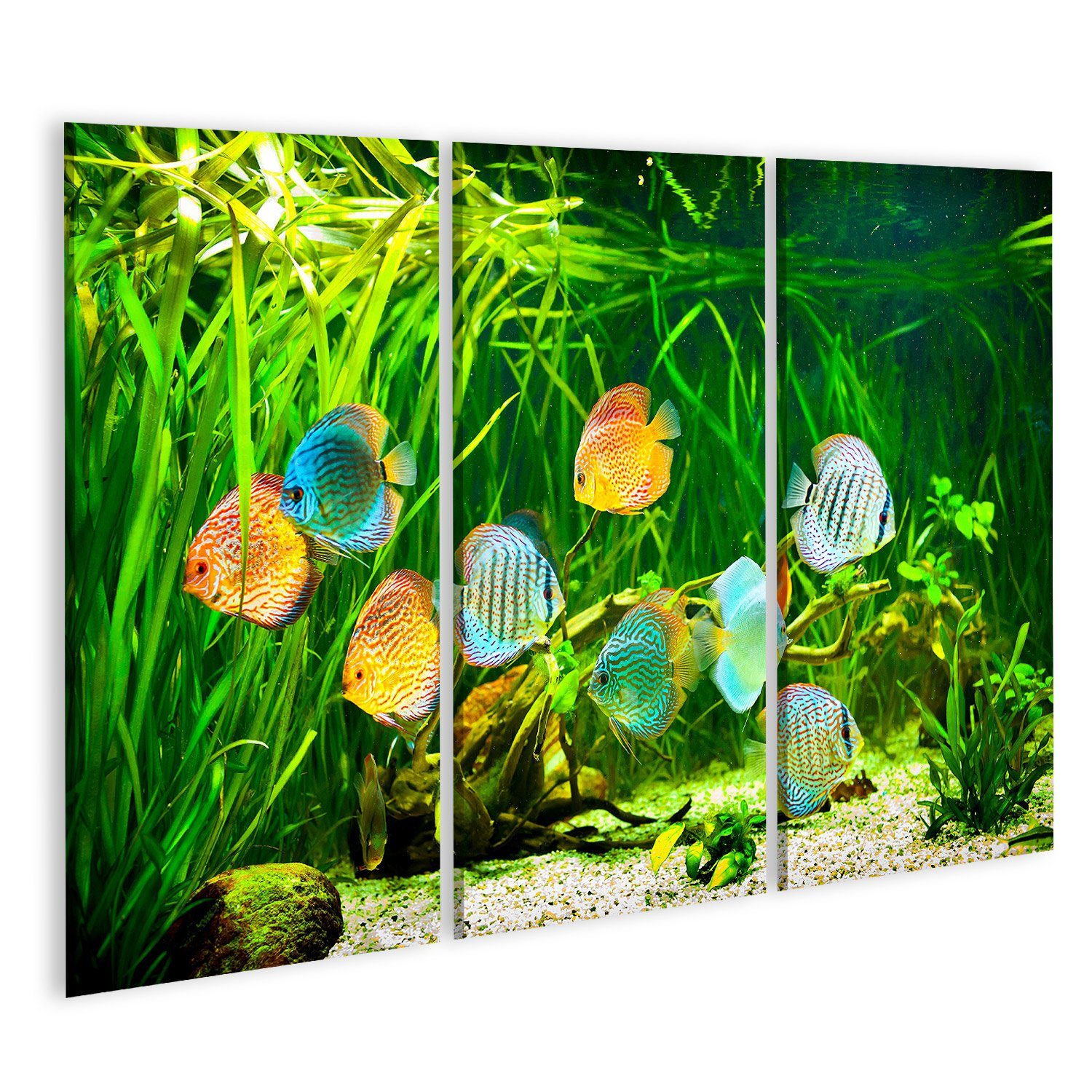 Leinwandbild Bild auf Leinwand Symphysodon Discus In Einem Aquarium Auf Einem Grüne