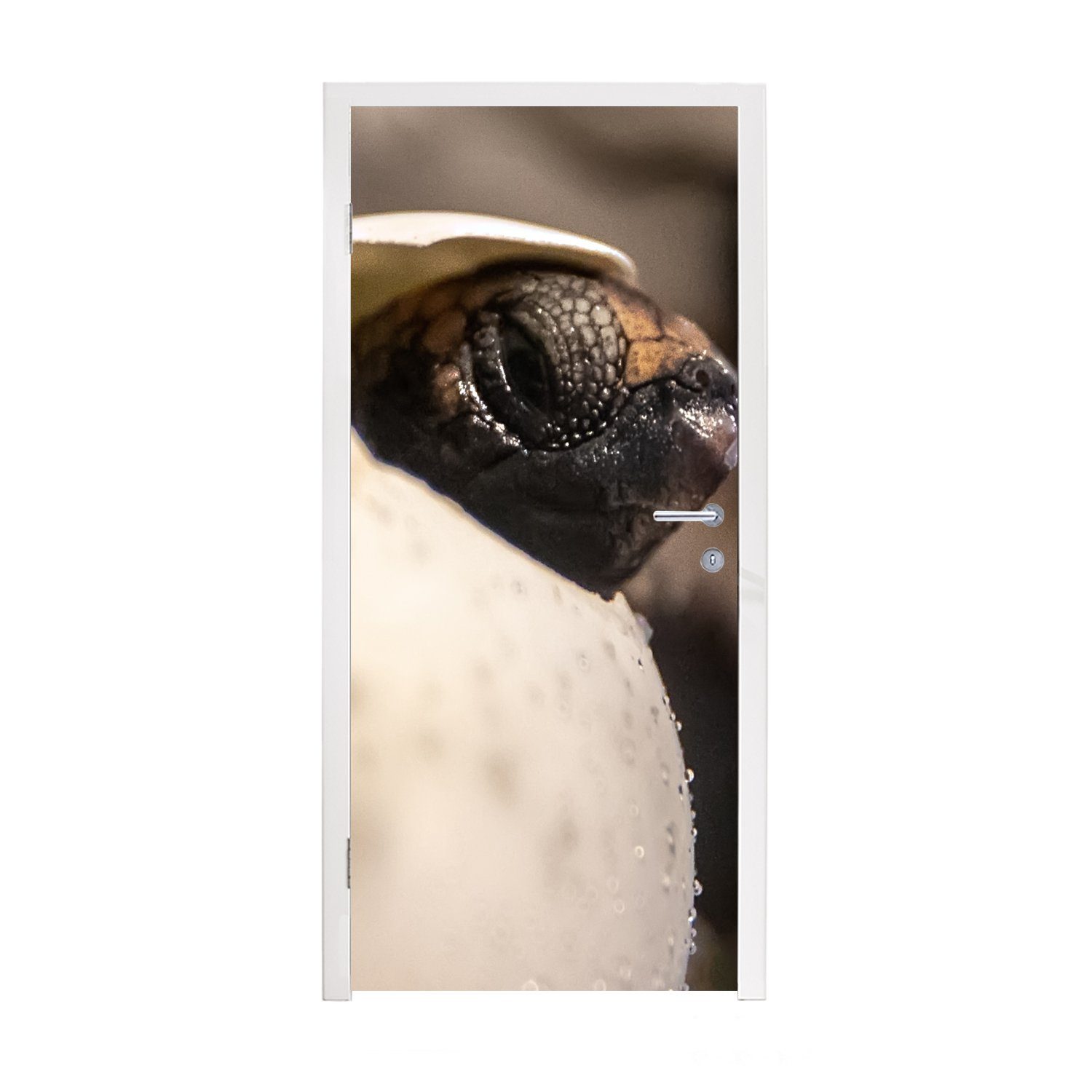 MuchoWow Türtapete Schildkröte - Baby - Ei, Matt, bedruckt, (1 St), Fototapete für Tür, Türaufkleber, 75x205 cm