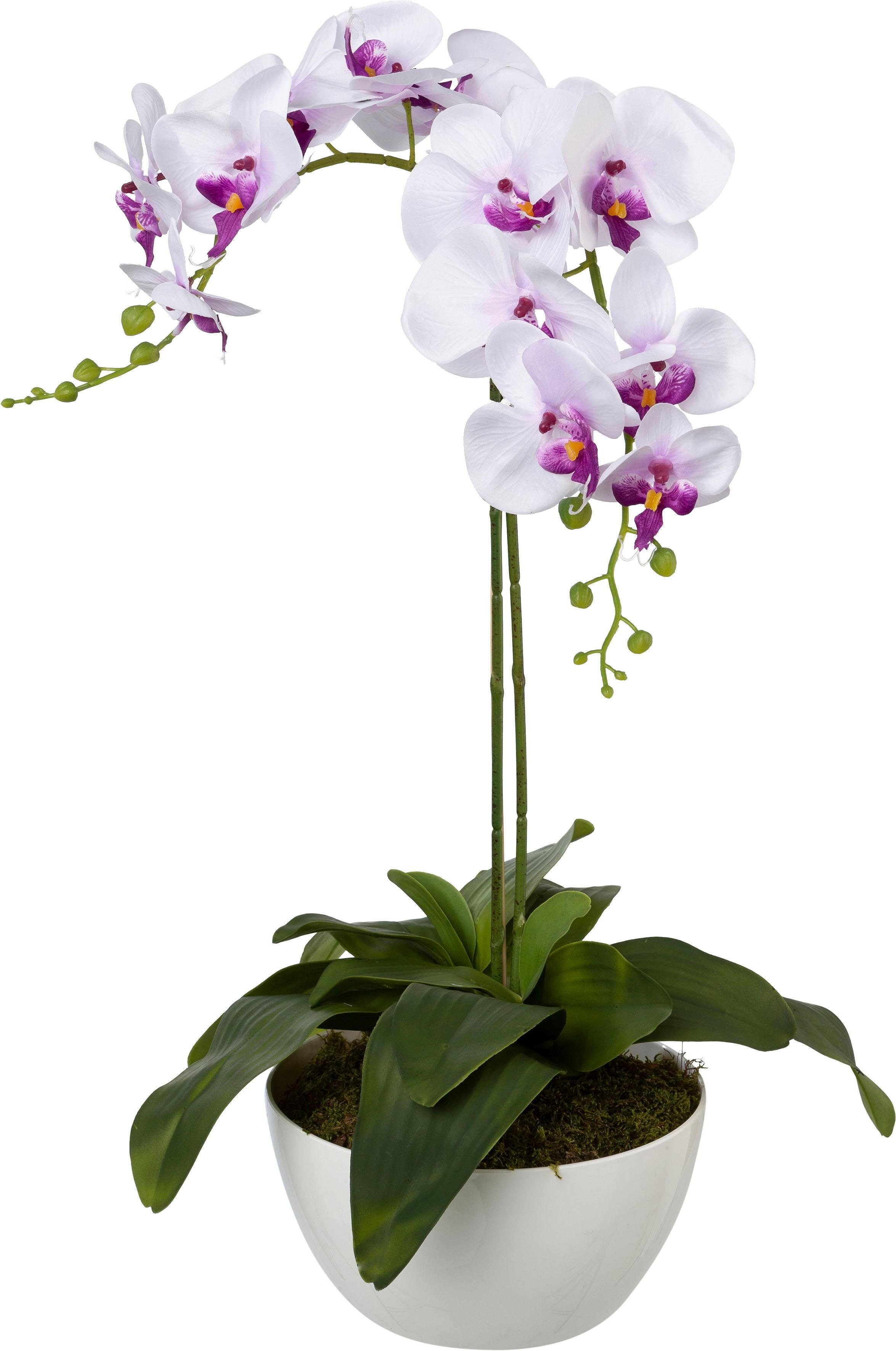 Kunstpflanze Orchidee, Creativ green, Höhe 65 günstig online kaufen