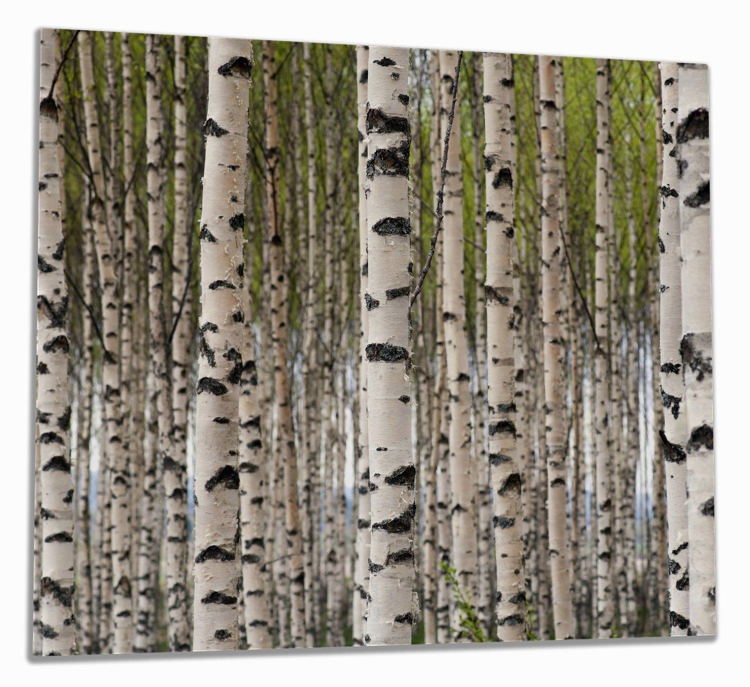 Wallario Herd-Abdeckplatte Birkenwald - Baumstämme in schwarz weiß, ESG-Sicherheitsglas, (Glasplatte, 1 tlg., inkl. 5mm Noppen), verschiedene Größen