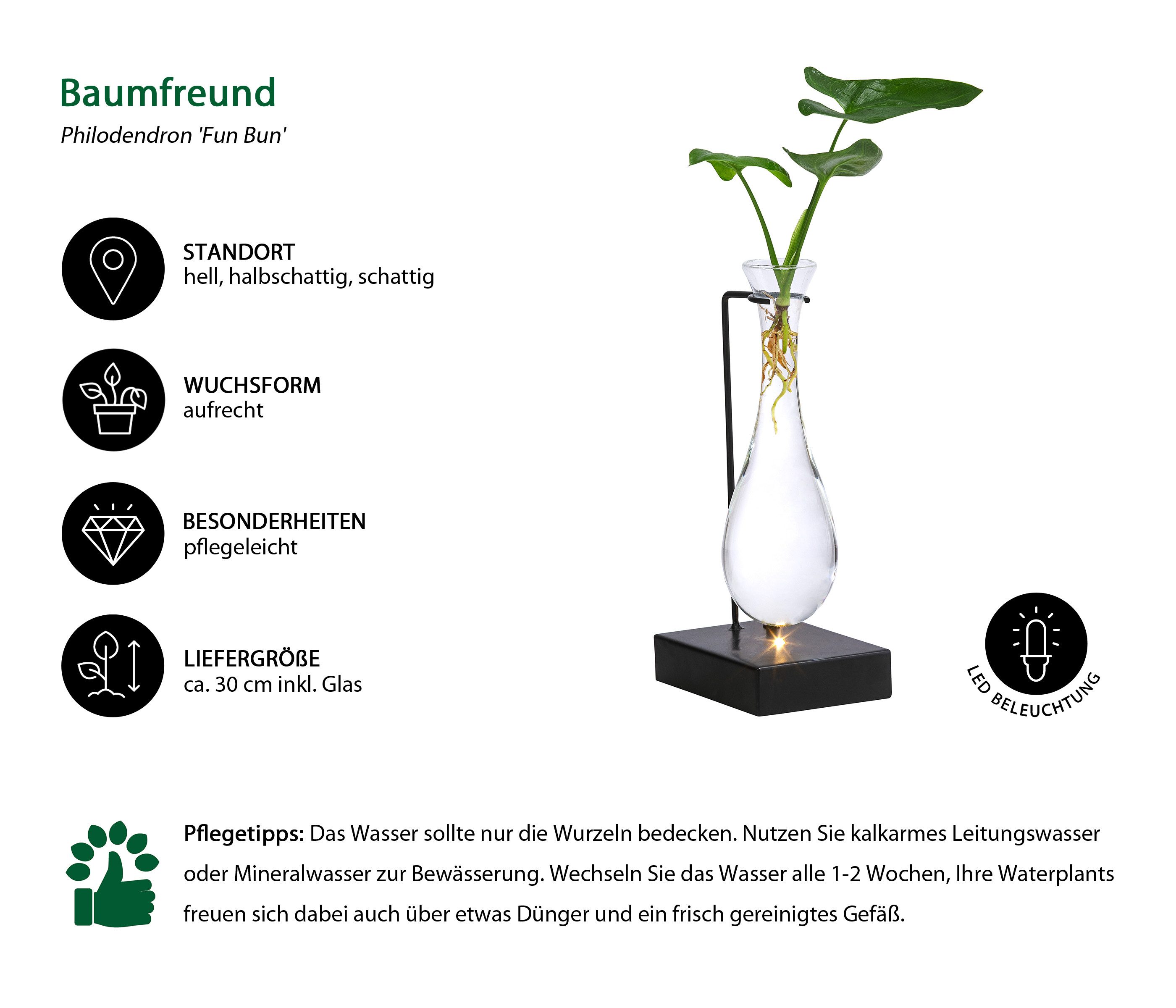Dehner Zimmerpflanze Waterplant Baumfreund, Philodendron Fun Bun, Ø 6 cm x günstig online kaufen