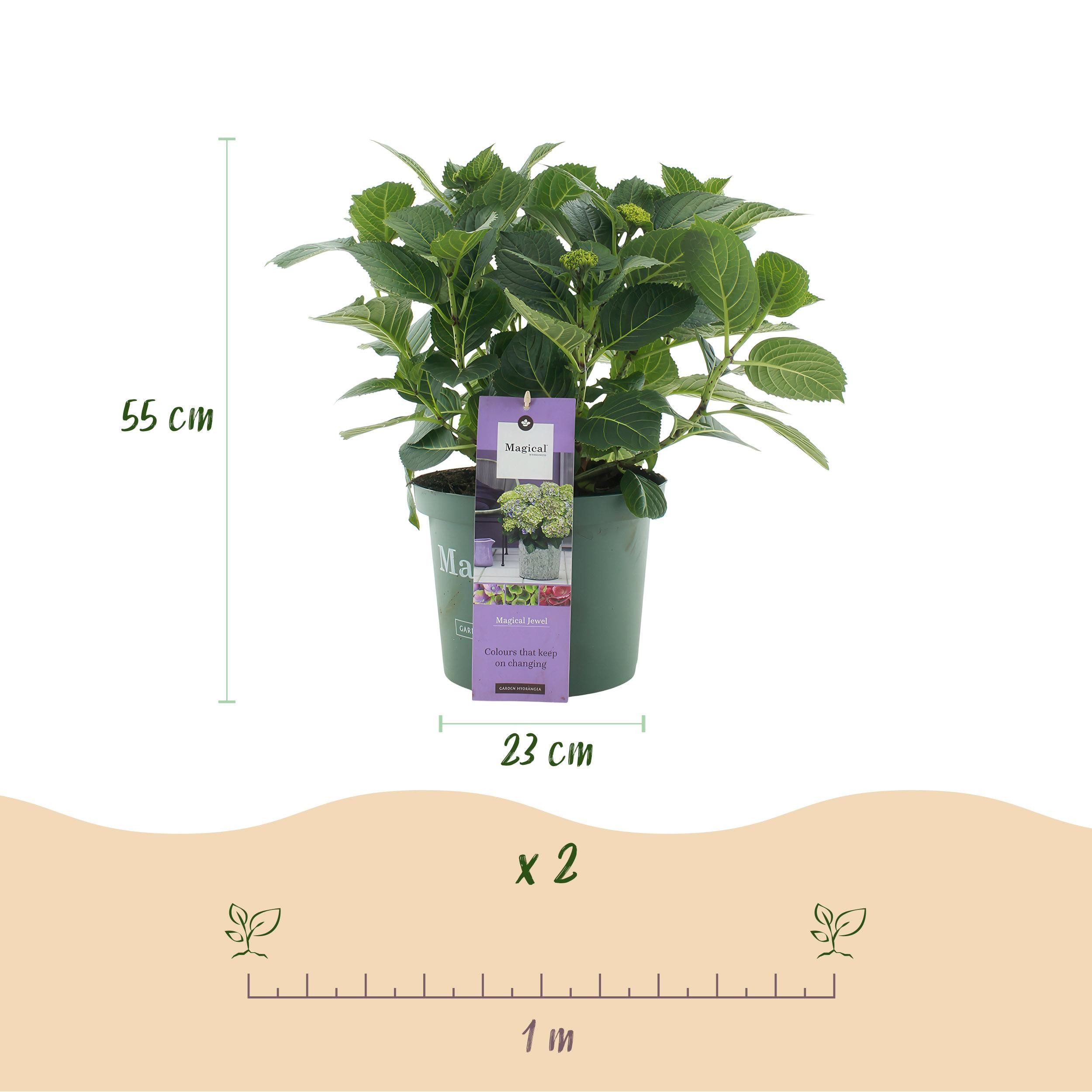 Exotenherz Beetpflanze Exotenherz - Hortensia - Hydrangea Magical Jewel Blue 23cm Topf
