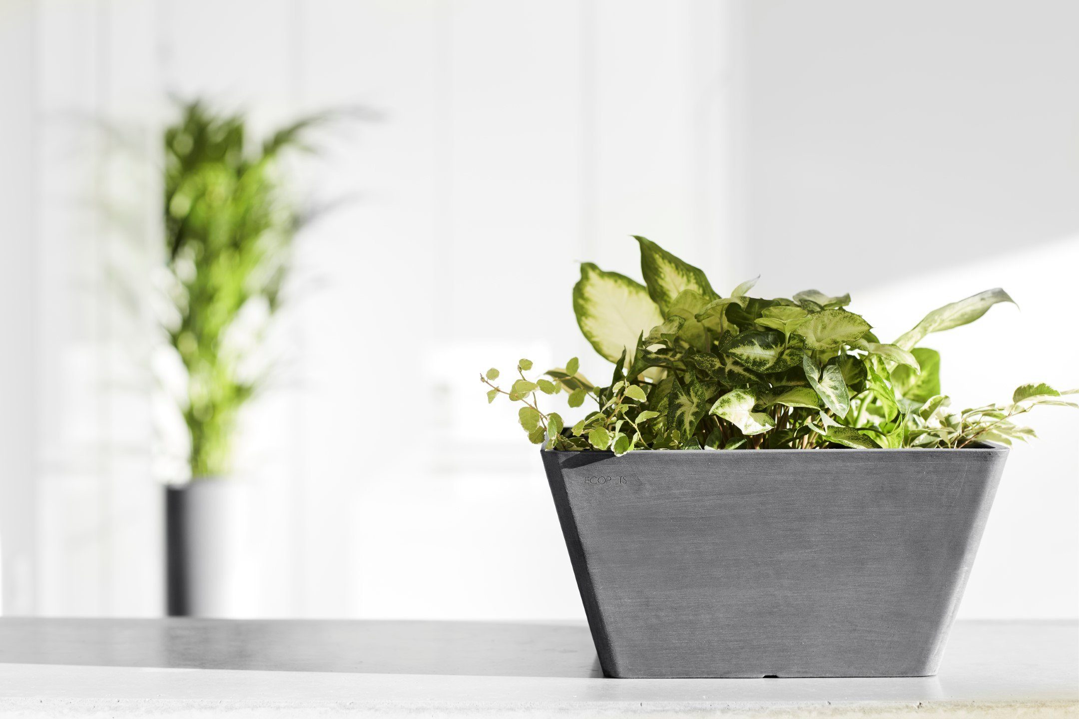 ECOPOTS Blumentopf BERLIN Grey, BxTxH: 31x31x15,5 cm günstig online kaufen