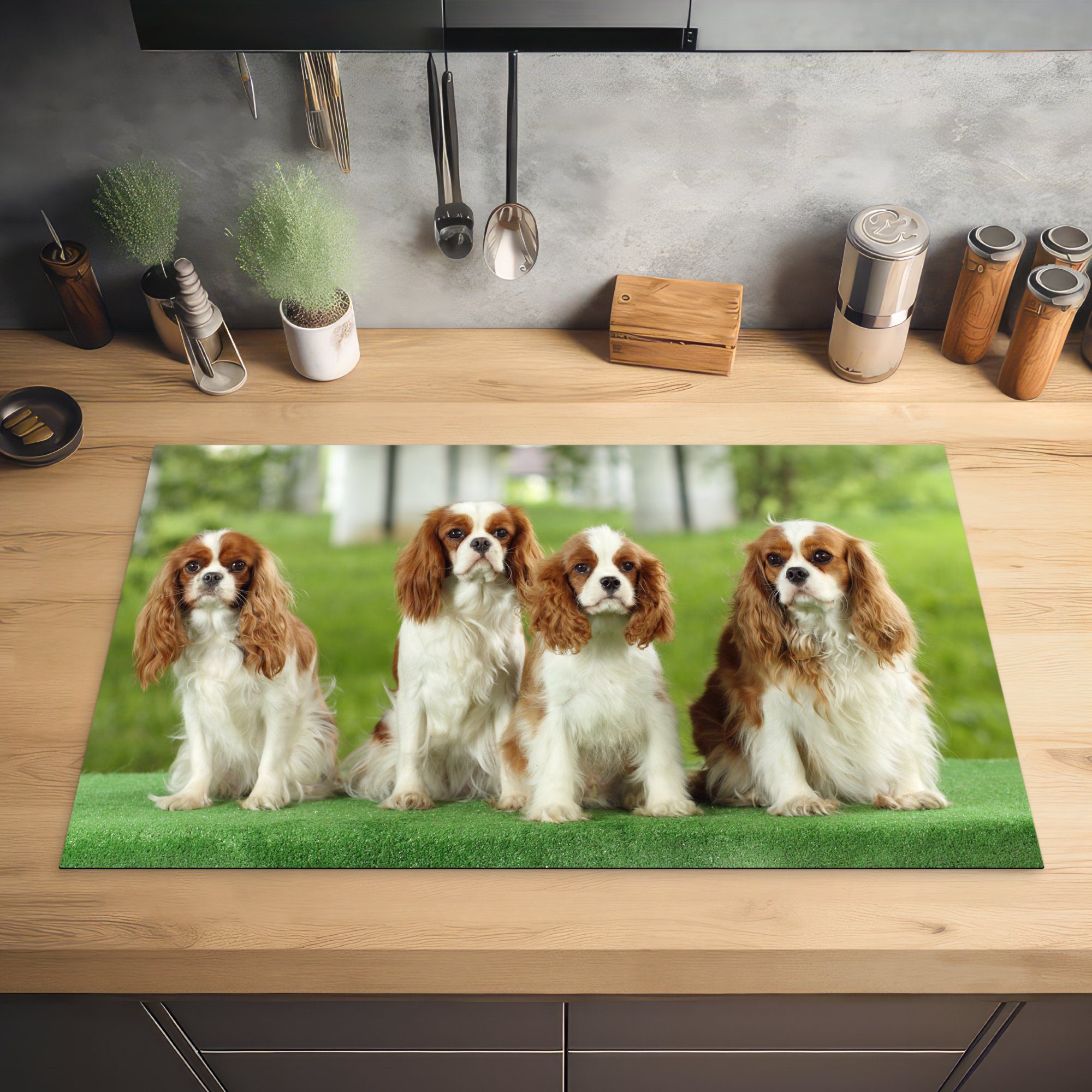 Cavalier in Herdblende-/Abdeckplatte cm, MuchoWow einer Vier für Arbeitsplatte King Vinyl, Spaniels Reihe, Charles tlg), 83x51 küche Ceranfeldabdeckung, (1