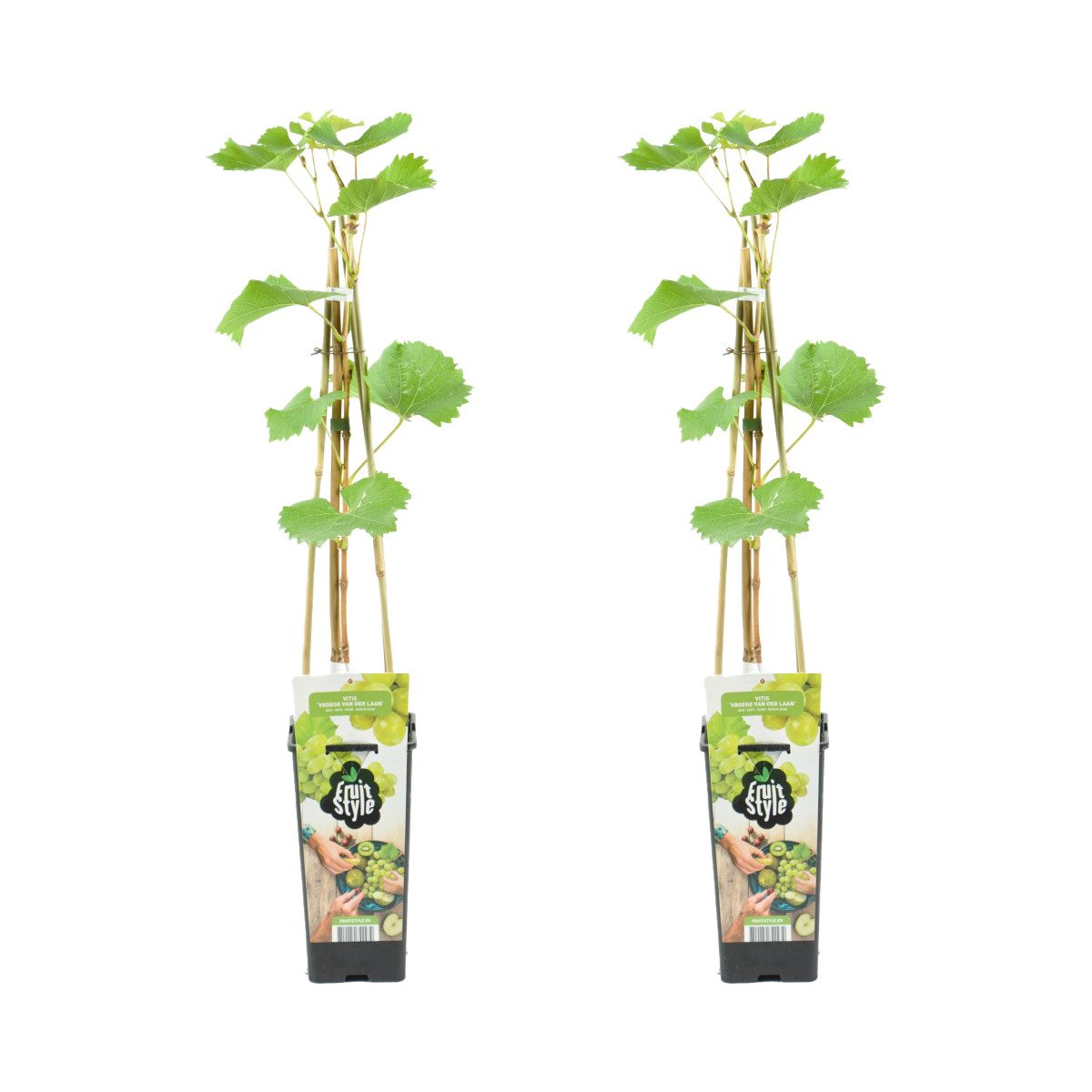 Bloomique Kletterpflanze 2er-Set Vitis Vinifera Vroege van der Laan, Weinrebe, 60-70 cm, 2 St.