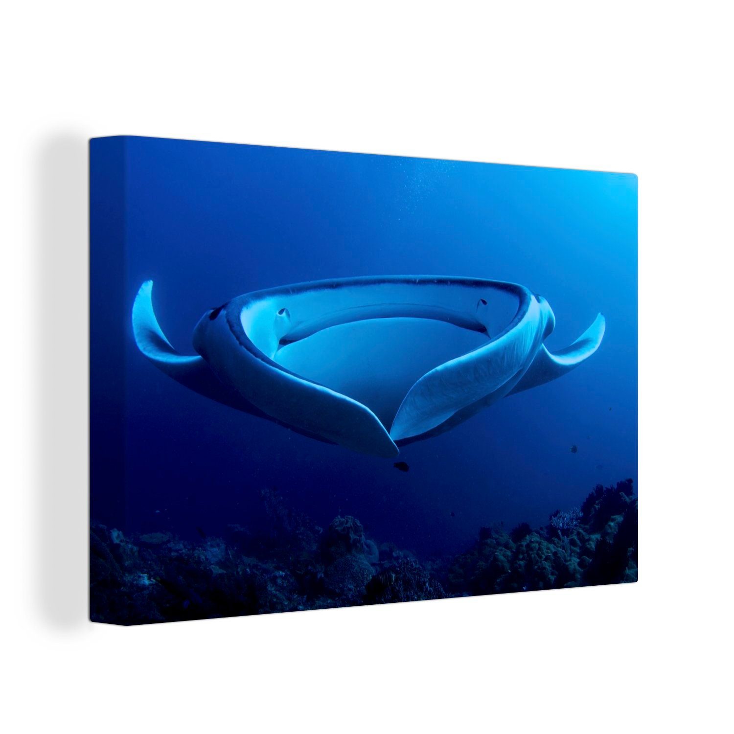 OneMillionCanvasses® Leinwandbild Eine Nahaufnahme eines Rochens im blauen Wasser, (1 St), Wandbild Leinwandbilder, Aufhängefertig, Wanddeko, 30x20 cm