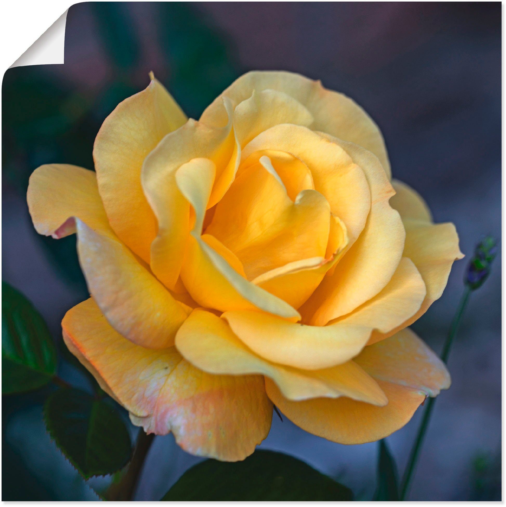 Artland Wandbild Gelbe Rose, Blumen (1 St), als Alubild, Leinwandbild, Wandaufkleber oder Poster in versch. Größen