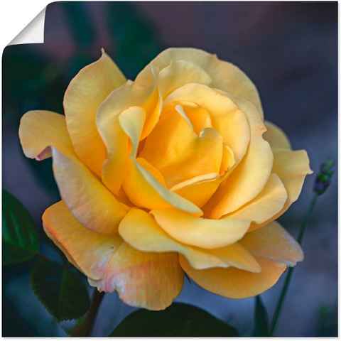 Artland Wandbild Gelbe Rose, Blumen (1 St), als Leinwandbild, Poster in verschied. Größen