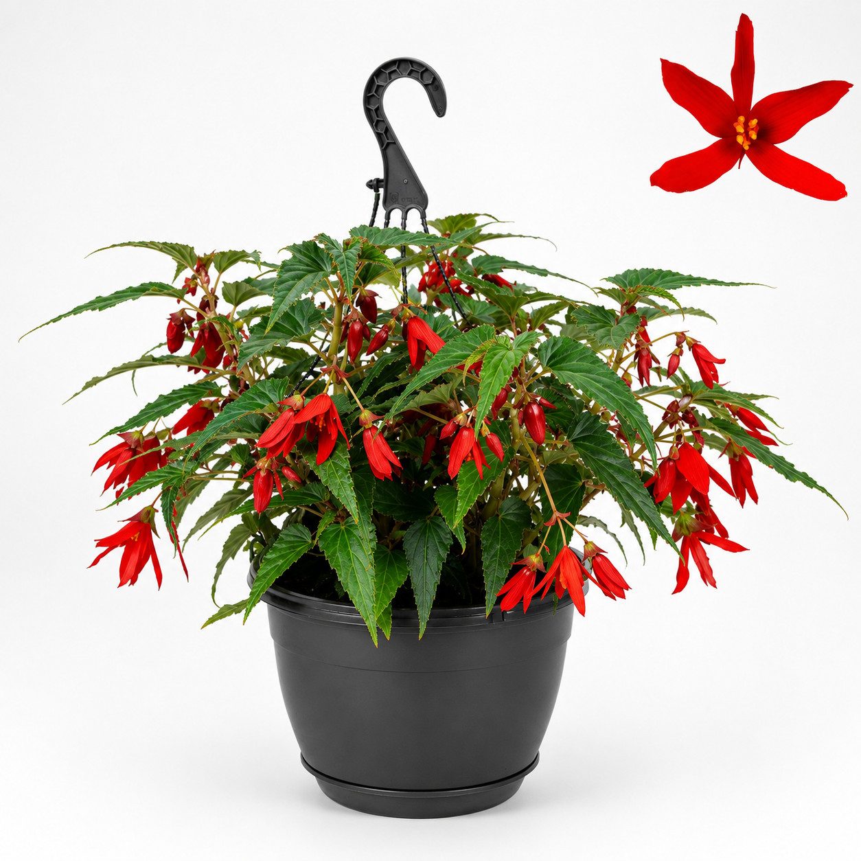 Exotenherz Topfpflanze Begonia pendula - Hängebegonie - 30cm - 24cm Hängeampel - rot