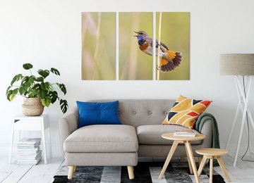 Pixxprint Leinwandbild schönes kleines Blaukehlchen, schönes kleines Blaukehlchen 3Teiler (120x80cm) (1 St), Leinwandbild fertig bespannt, inkl. Zackenaufhänger