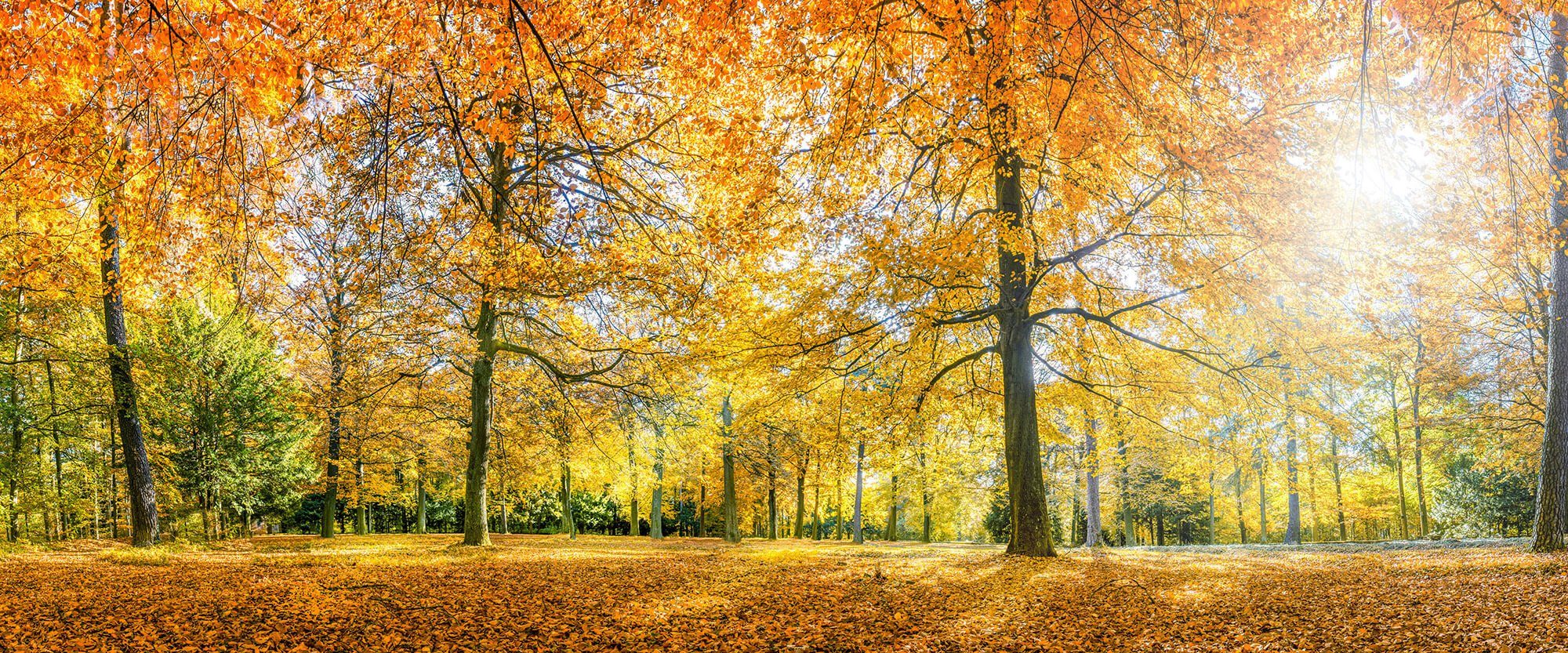 KUNSTLOFT Vliestapete Autumn Forest, leicht glänzend, lichtbeständige Design Tapete