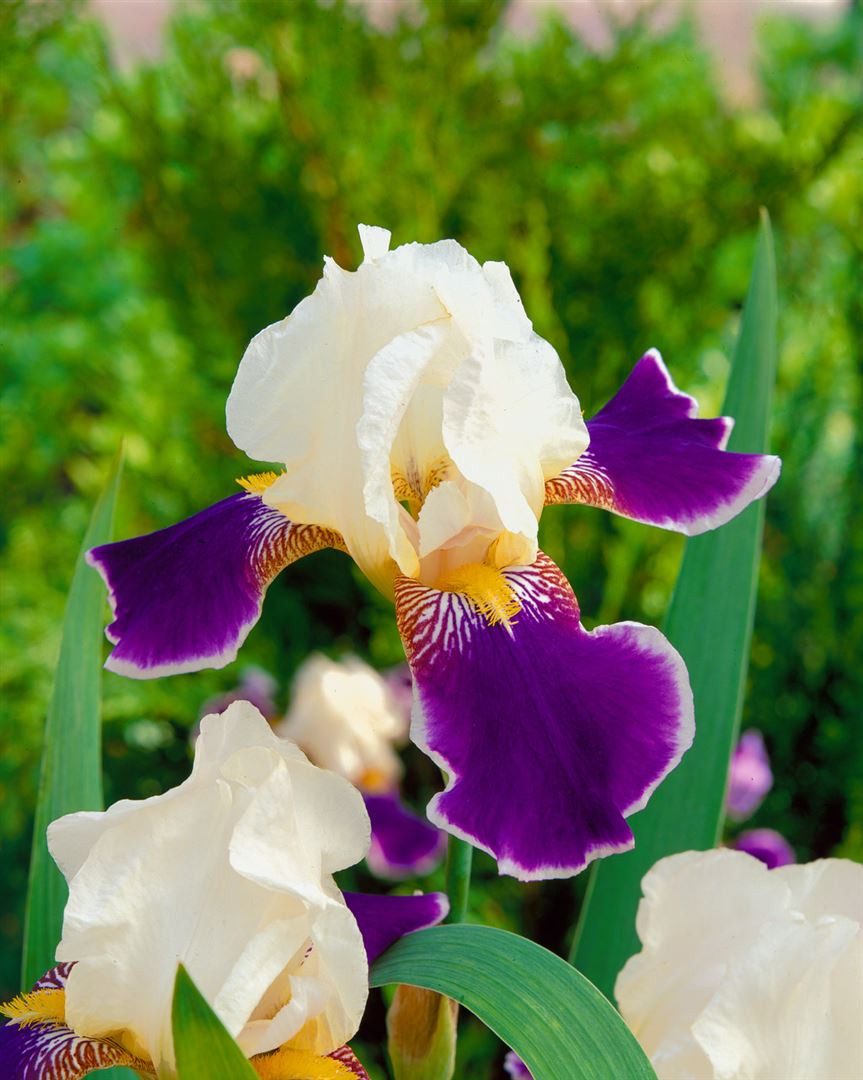 Pflanzen für Dich Staude Iris x barb.-elatior 'Wabash', 1 St., Bart-Iris, Schwertlilie – Bild 2 von 2