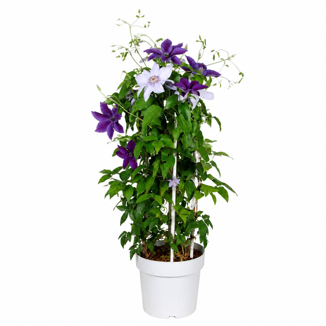 Exotenherz Kletterpflanze Clematis "Double Up Barnadine + Masa" - Kletterpflanze 23cm 70cm hoch