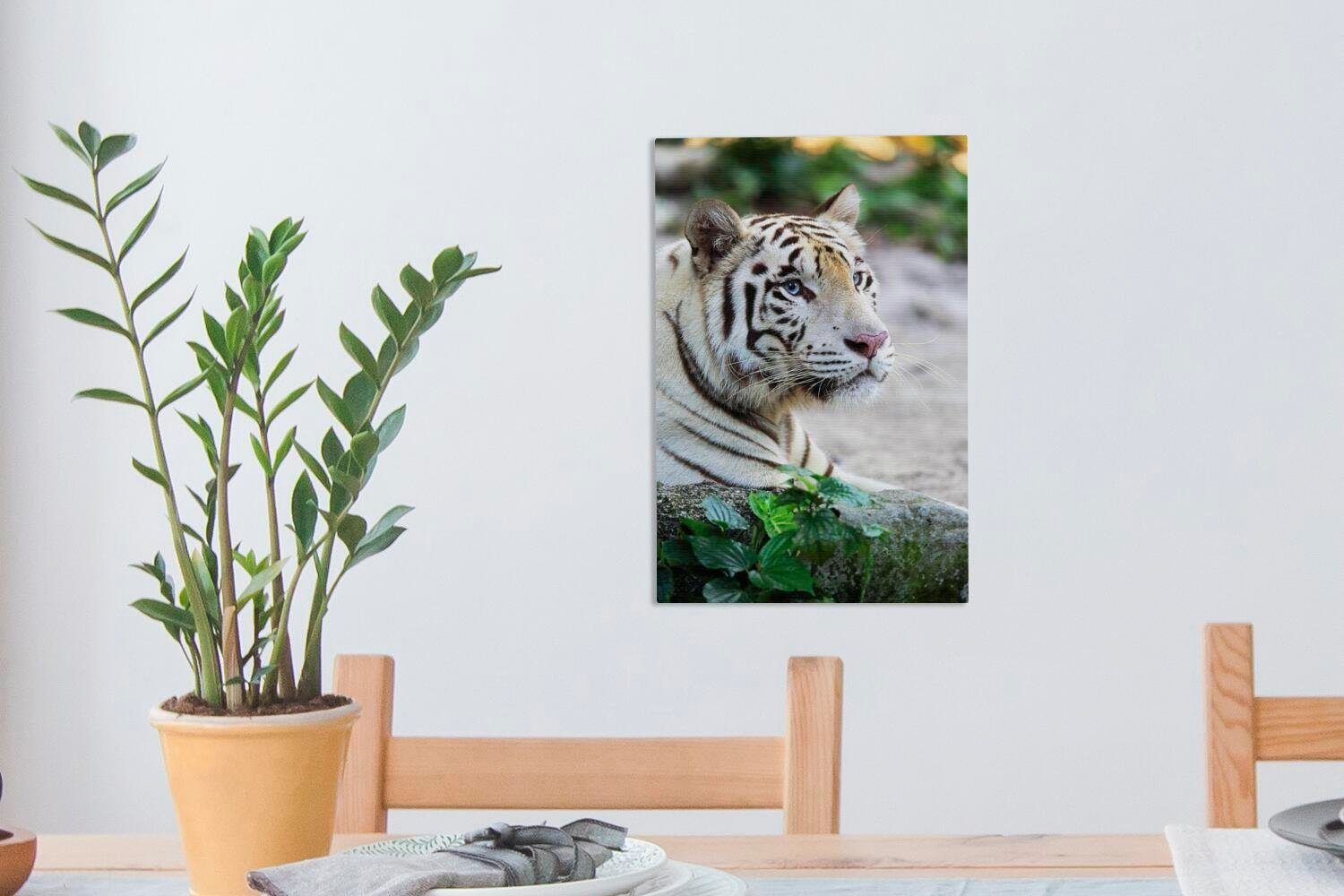 inkl. bespannt Gemälde, Weiß 20x30 St), Leinwandbild - (1 cm Tiger OneMillionCanvasses® Zackenaufhänger, - Sand, fertig Leinwandbild