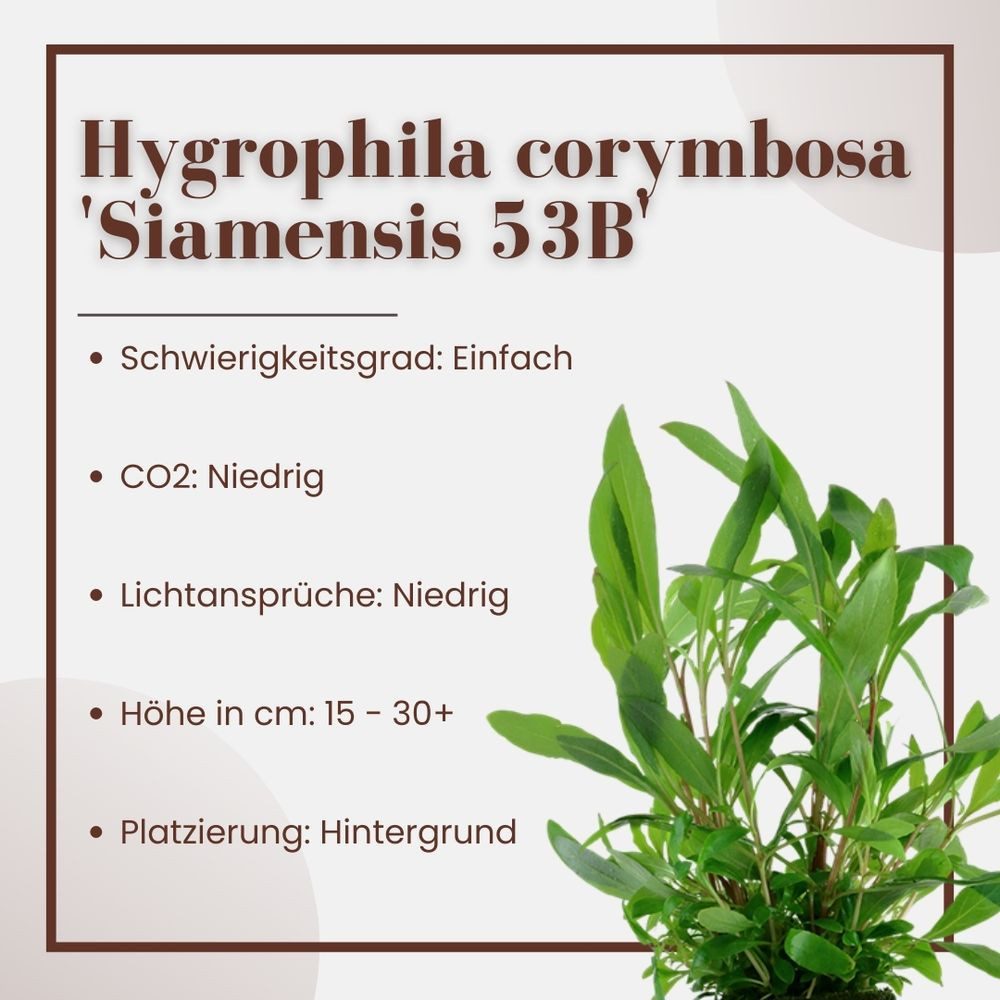 Aquaone Wasserpflanze Aquarium Pflanze Hygrophila Siamensis 53B Wasserpflan günstig online kaufen