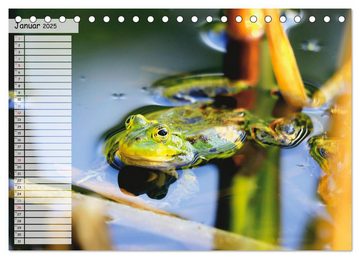 CALVENDO Wandkalender Teichfrösche (Tischkalender 2025 DIN A5 quer), CALVENDO Monatskalender