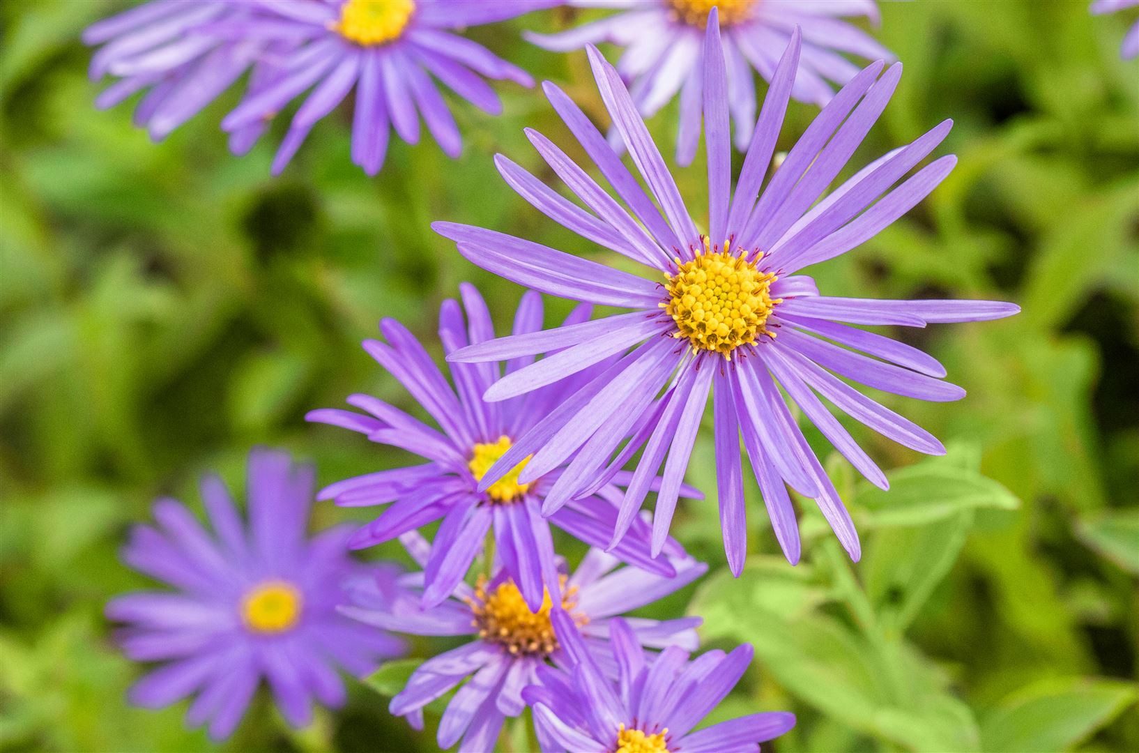 Pflanzen für Dich Staude Aster frik. Mönch, 1 St., Frikart-Aster, Mönch-Aster