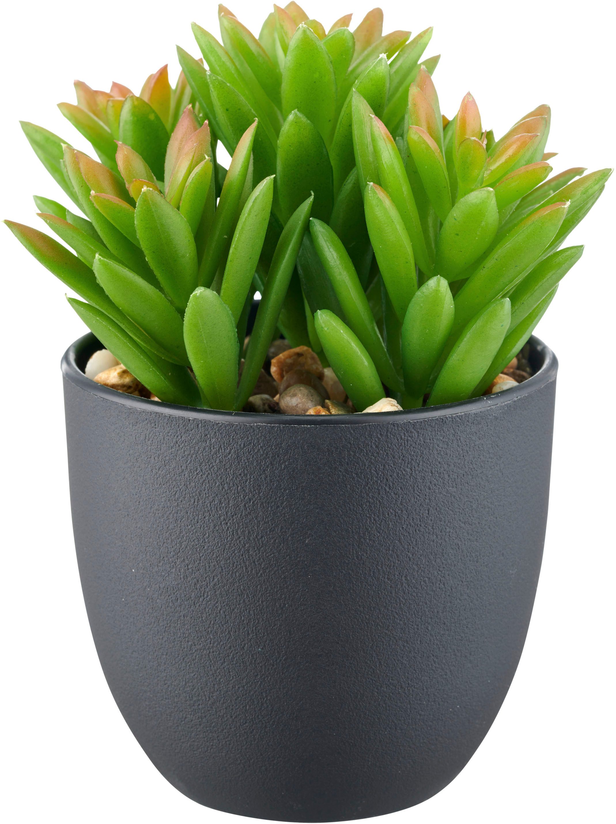 Kunstpflanze Sukkulenten, Creativ green, Höhe 13 cm, mit dekorativem Kies günstig online kaufen
