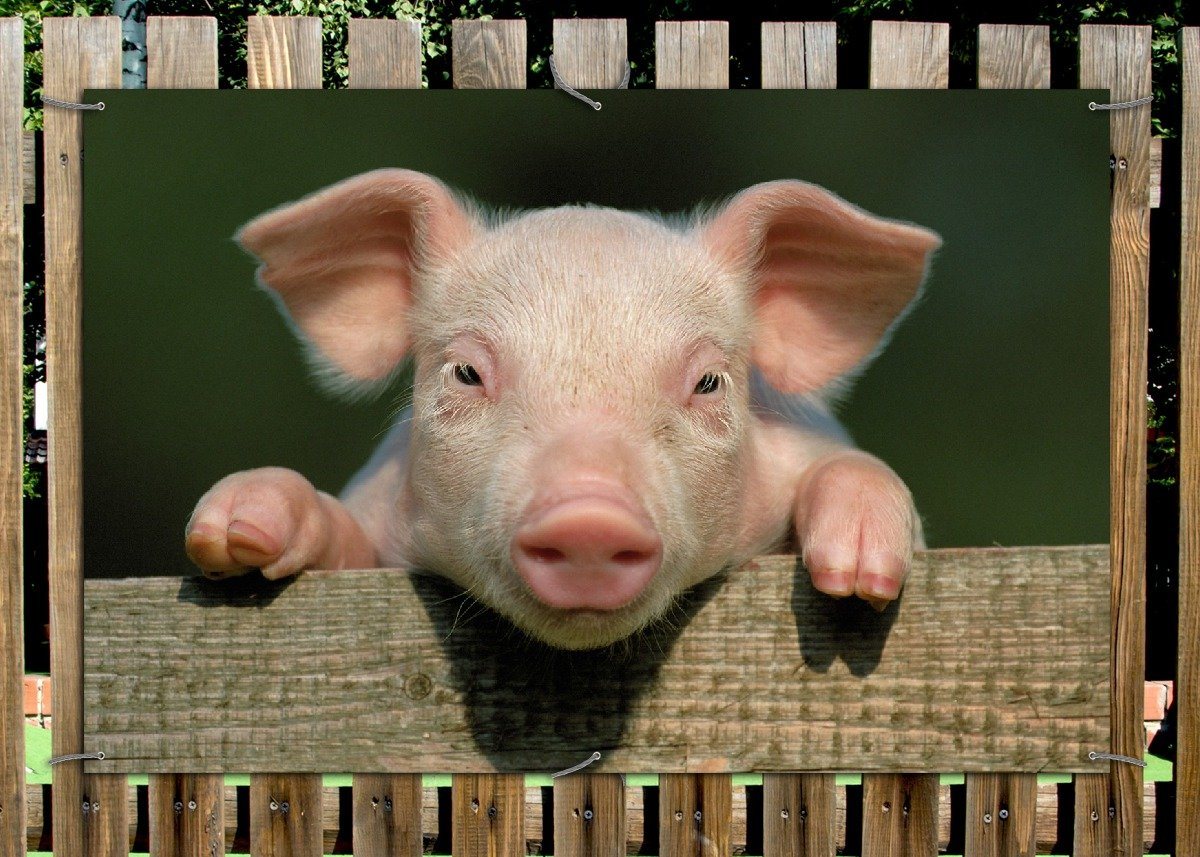 Thumbnail - Wallario Sichtschutzzaunmatten Süßes Ferkel auf dem Bauernhof in Nahaufnahme