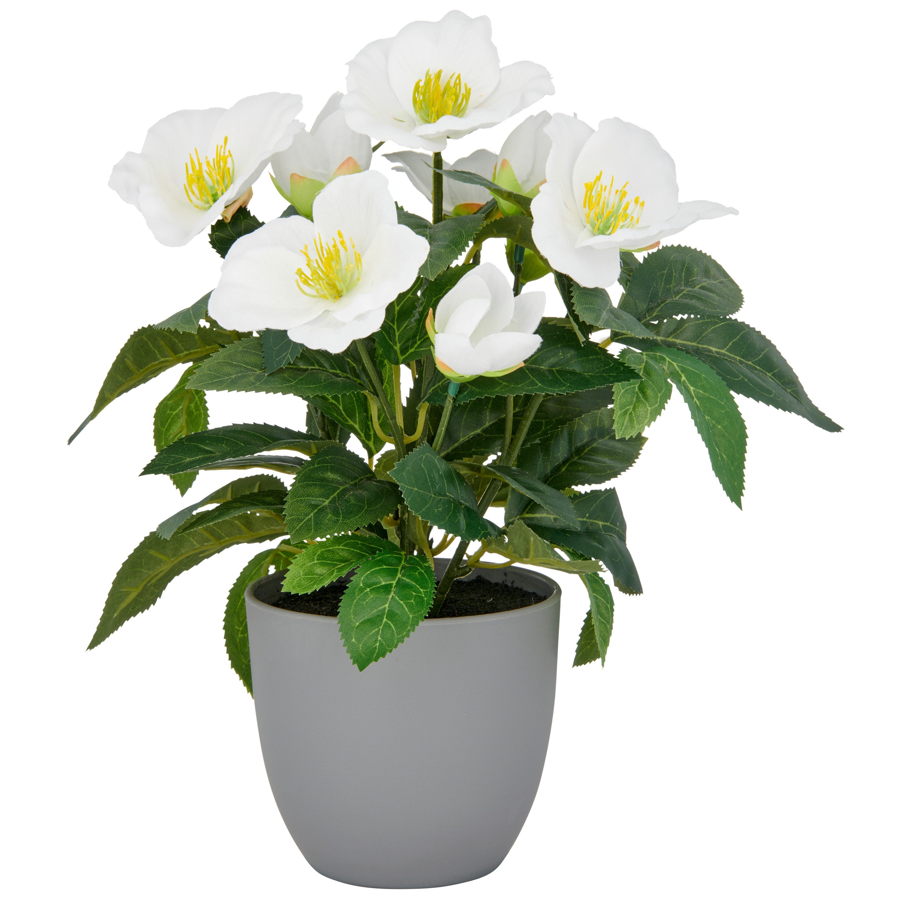 Kunstblume Christrose, Creativ green, Höhe 31 cm, mit üppiger Blütenpracht