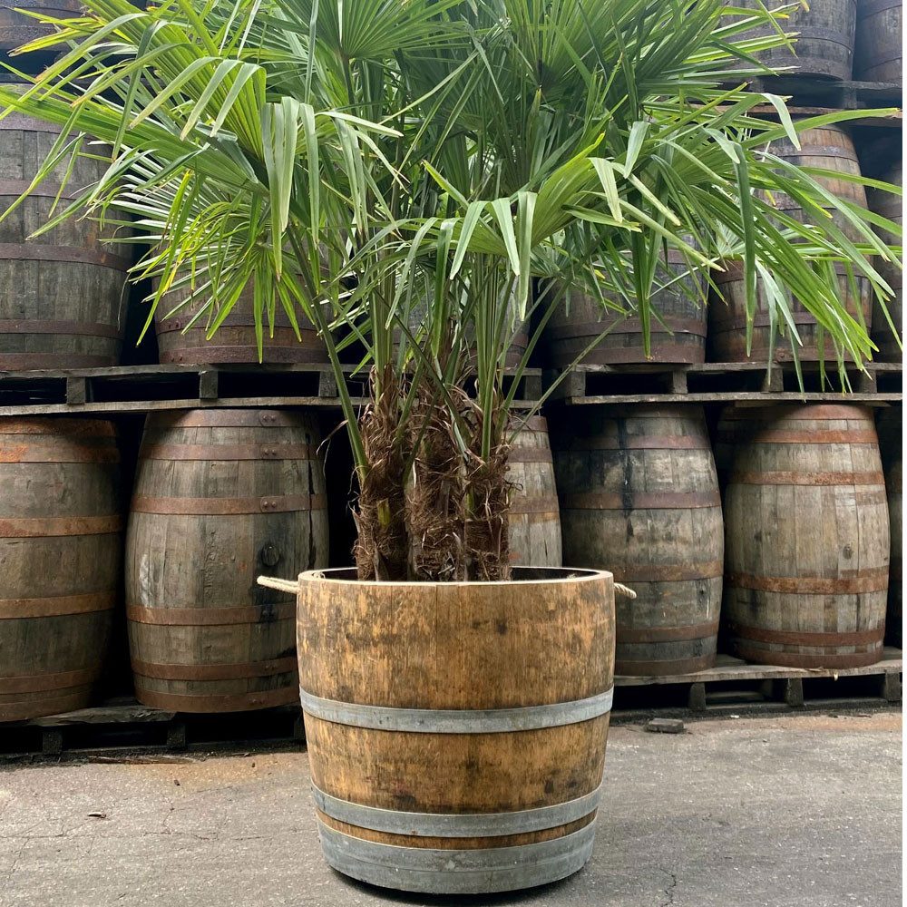 Temesso Pflanzkübel Extra HOHES Weinfass halbiert - Höhe 50-54 cm