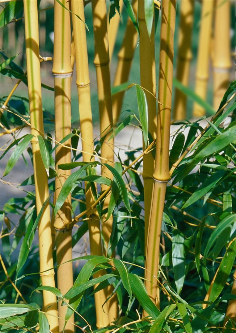 Pflanzen für Dich Gräser Phyllostachys aureos. spectabilis, 1 St., Gelber Fargesia-Bambus, Goldrohrbambus, gelbgrün, winterhart