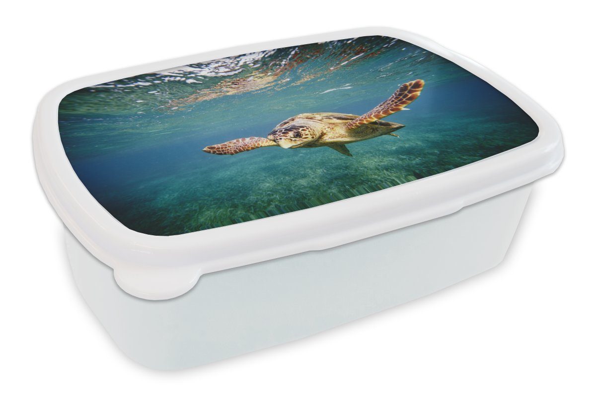MuchoWow Lunchbox Schildkröte - Wasser - Blau, Kunststoff, (2-tlg), Brotbox für Kinder und Erwachsene, Brotdose, für Jungs und Mädchen weiß