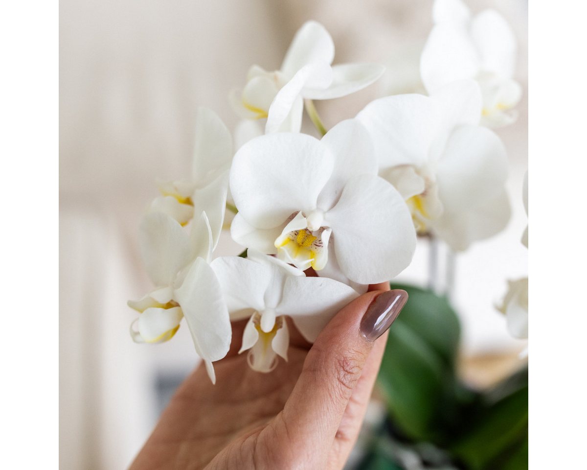 Thumbnail - Exotenherz Zimmerpflanze Weiße Phalaenopsis Orchidee Amabilis + Malaga Ziertopf grün 9cm