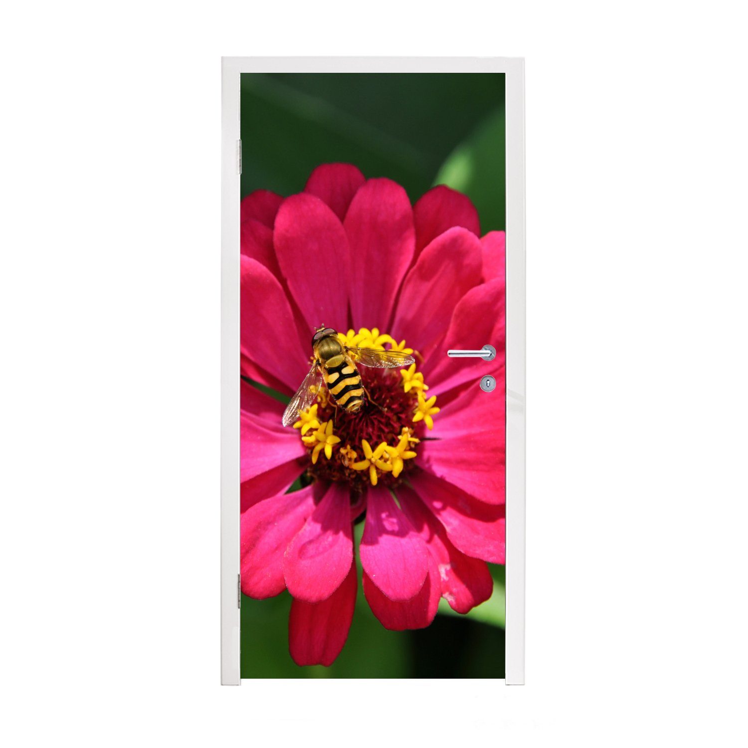 einer Biene Türtapete (1 75x205 St), mit cm Türaufkleber, für Rosa Zinnienblüte Matt, Fototapete Tür, darauf, bedruckt, MuchoWow