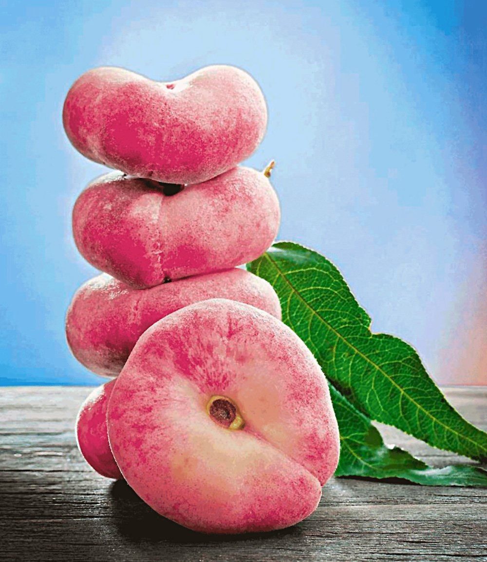 BALDUR Garten Pfirsichbaum Teller-Pfirsich 'PlatiforTWO®', 1 St., Weinbergpfirsiche, winterhart, mehrjährig, essbar