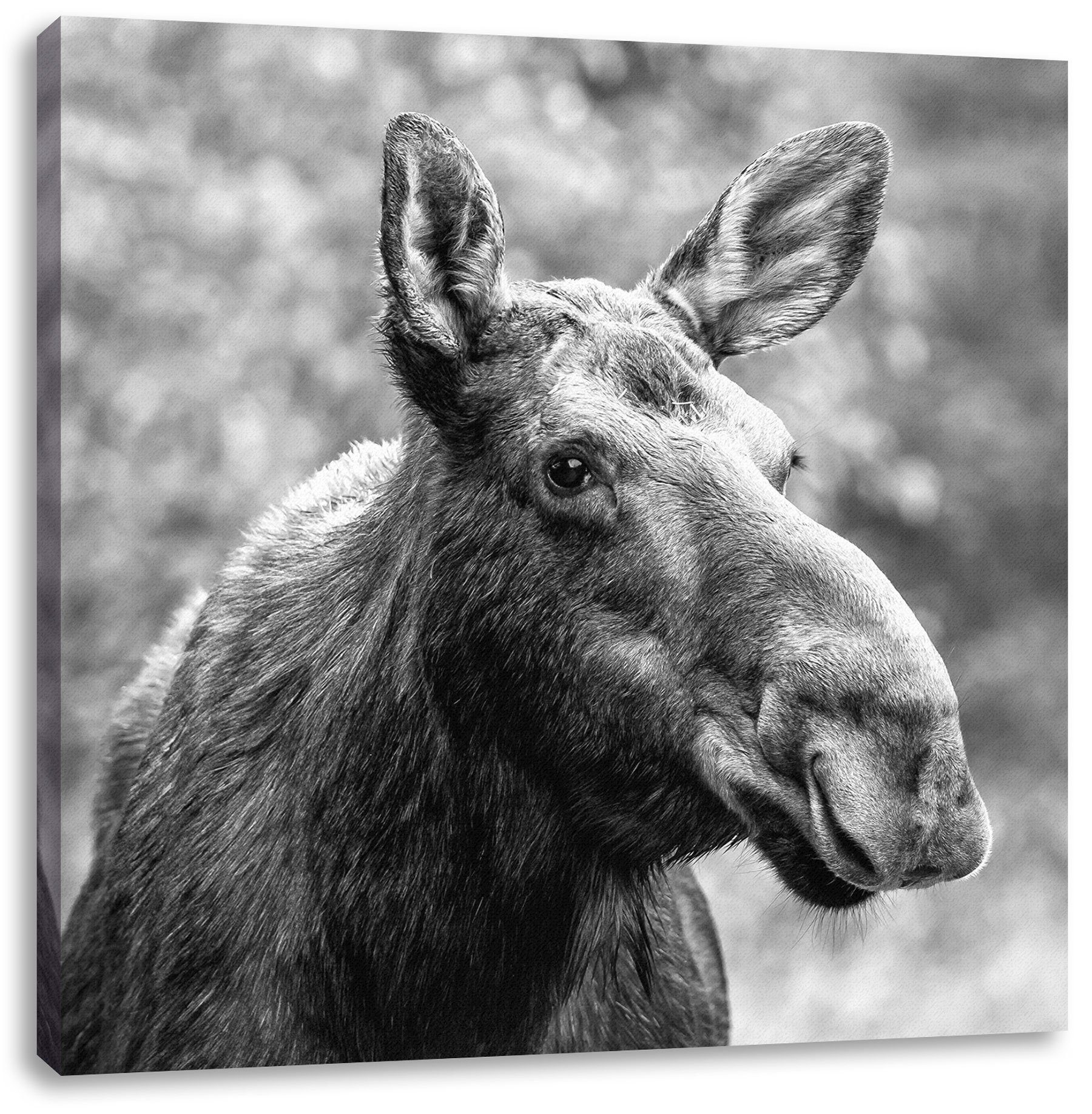Pixxprint Leinwandbild Elch im Wald Kunst B&W, Elch im Wald Kunst B&W (1 St günstig online kaufen