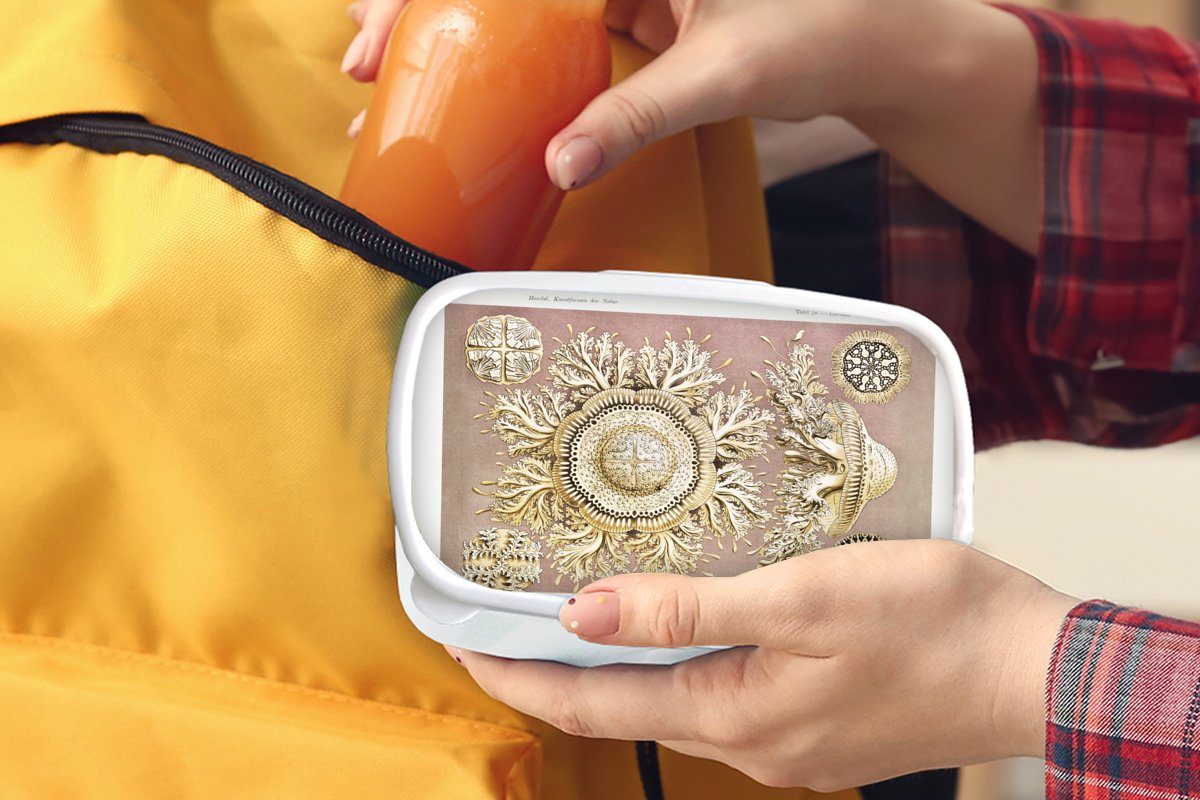 MuchoWow Lunchbox Jahrgang Qualle für - und Kinder und Haeckel Brotbox weiß Jungs Erwachsene, - für (2-tlg), - Ernst Brotdose, Mädchen Kunststoff, Kunst
