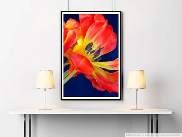 Sinus Art Poster Naturfotografie 60x90cm Poster Rote Tulpe mit blauem Hintergrund