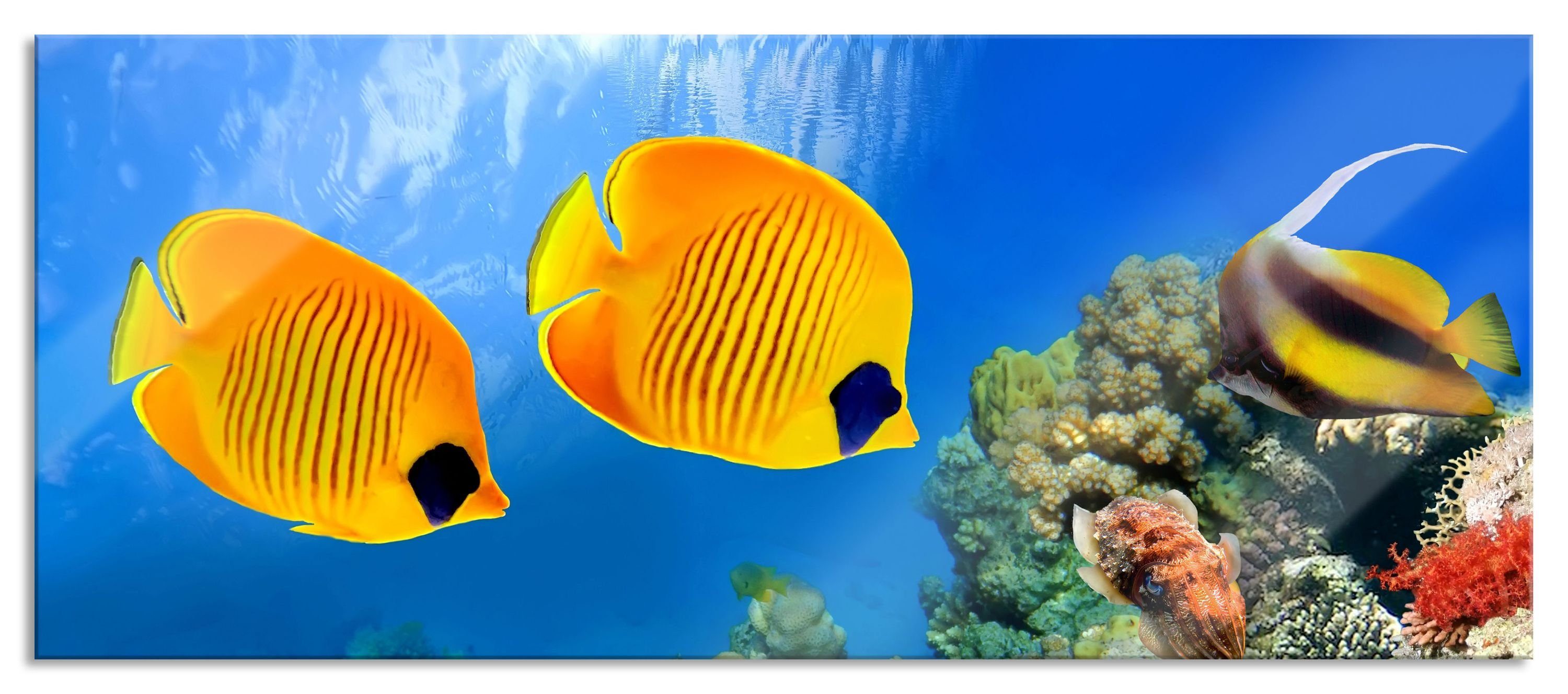 Pixxprint Glasbild Fische Korallenriff, Fische Korallenriff (1 St), Glasbild aus Echtglas, inkl. Aufhängungen und Abstandshalter