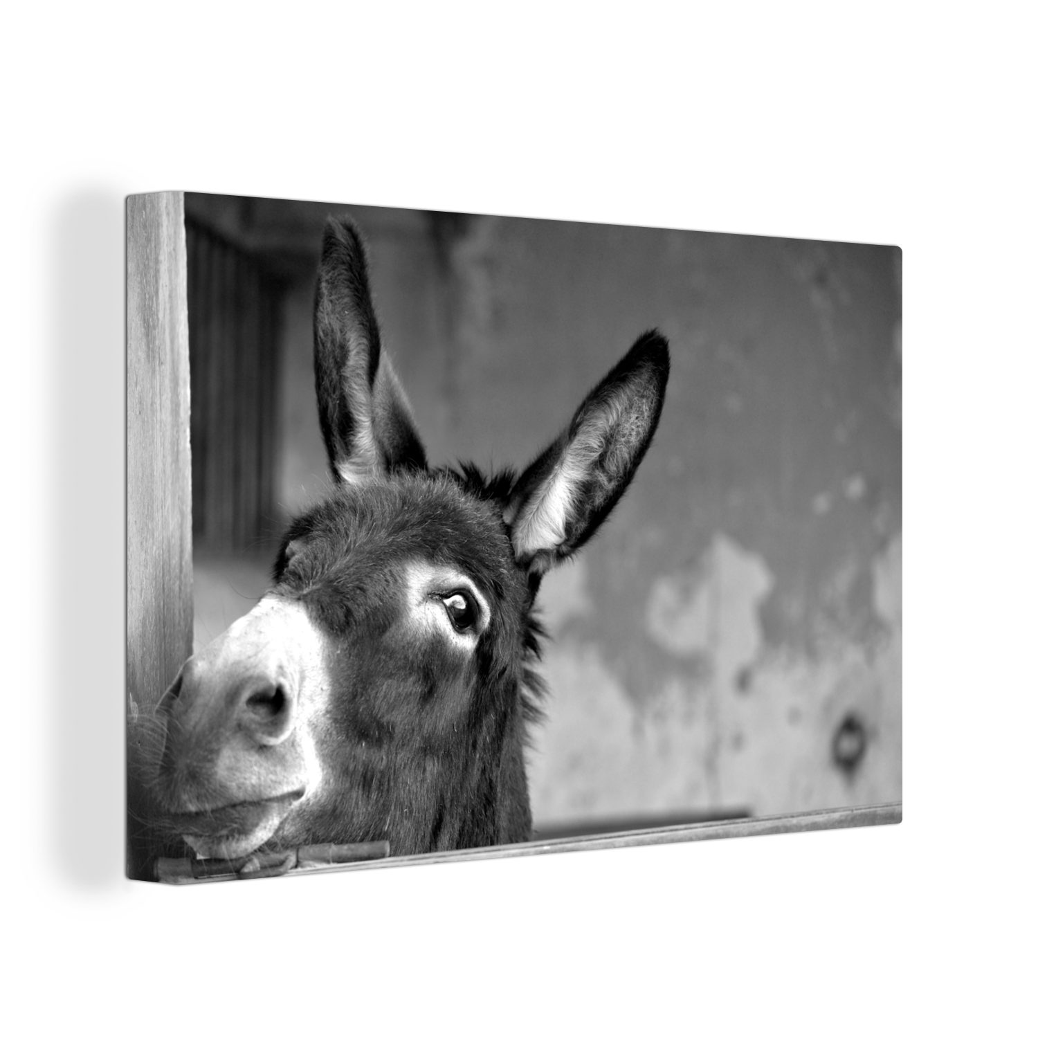 OneMillionCanvasses® Leinwandbild Esel - schwarz und weiß, Fotodruck (1 St) günstig online kaufen
