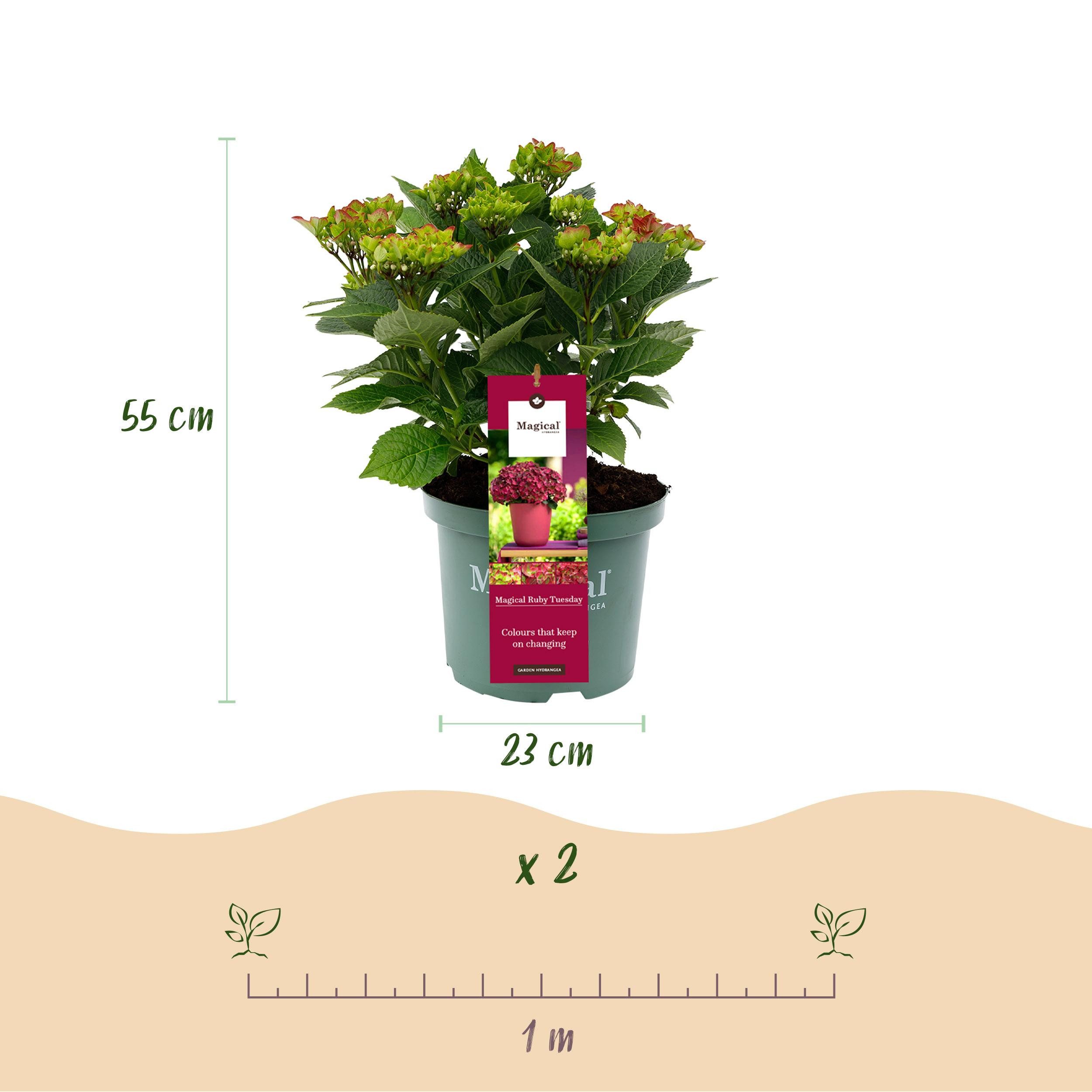 Exotenherz Beetpflanze Exotenherz Hortensia Hydrangea Magical Teusday Saphire Rot 23cm Topf