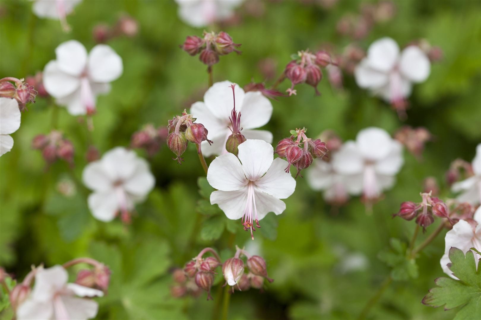 Pflanzen für Dich Staude Geranium x cantabrigiense 'Saint Ola', 1 St., Cambridge-Storchschnabel, Storchschnabel