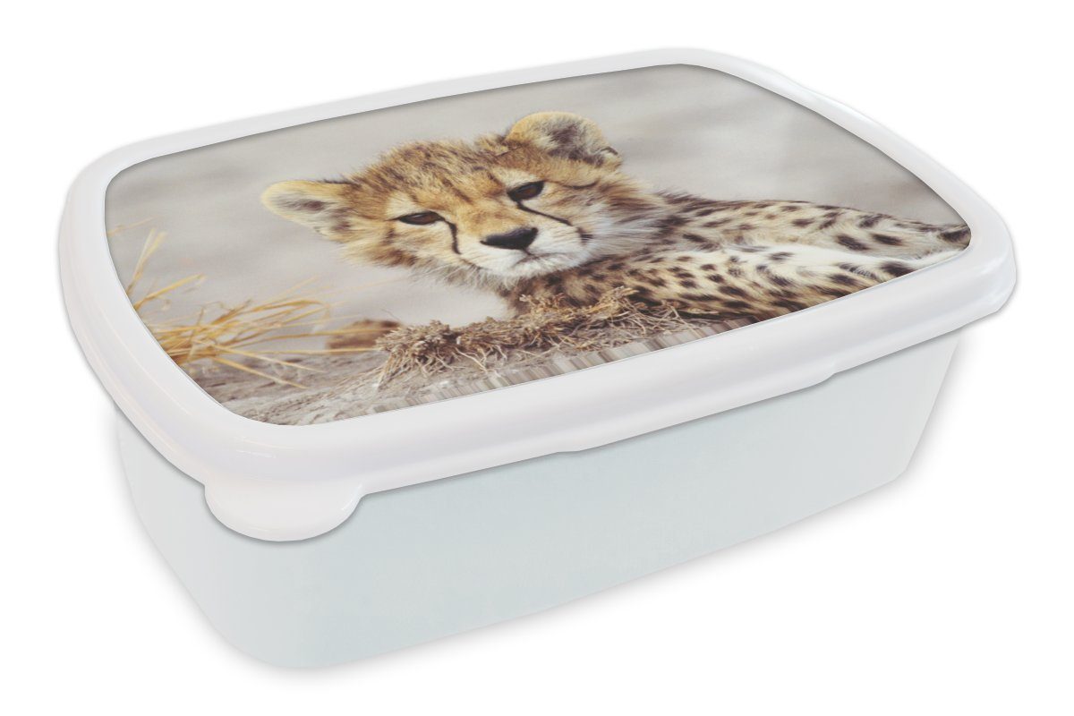 MuchoWow Lunchbox Gepard - Jung - Porträt, Kunststoff, (2-tlg), Brotbox für Kinder und Erwachsene, Brotdose, für Jungs und Mädchen weiß