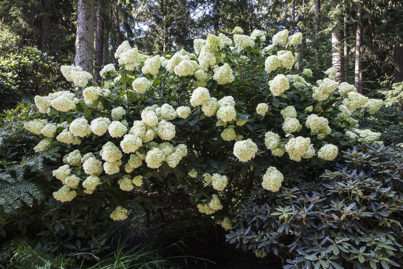 Pflanzen für Dich Gehölze Hydrangea pan. Phantom, 1 St., Rispenhortensie