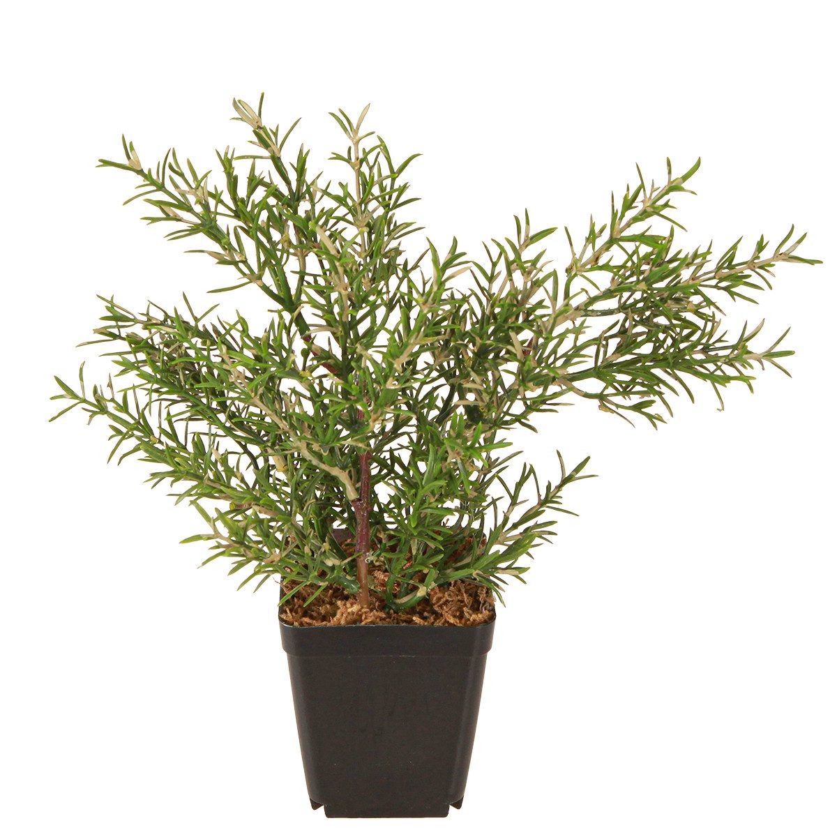 Künstliche Zimmerpflanze Rosmarin im Topf Kunstpflanze Deko Kräuter 24cm naturgetreu