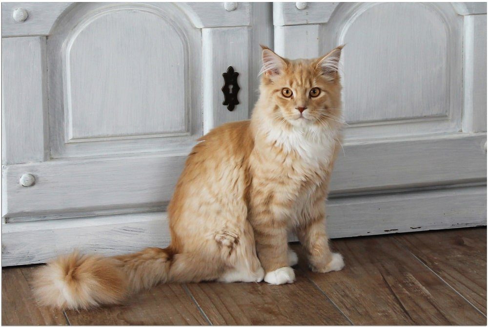 matches21 HOME & HOBBY Fußmatte Türmatte lustige katze in 40x60 cm als Fussabtreter, rechteckig, Höhe: 5 mm, Rutschfester Türvorleger für innen als waschbare Schmutzfangmatte