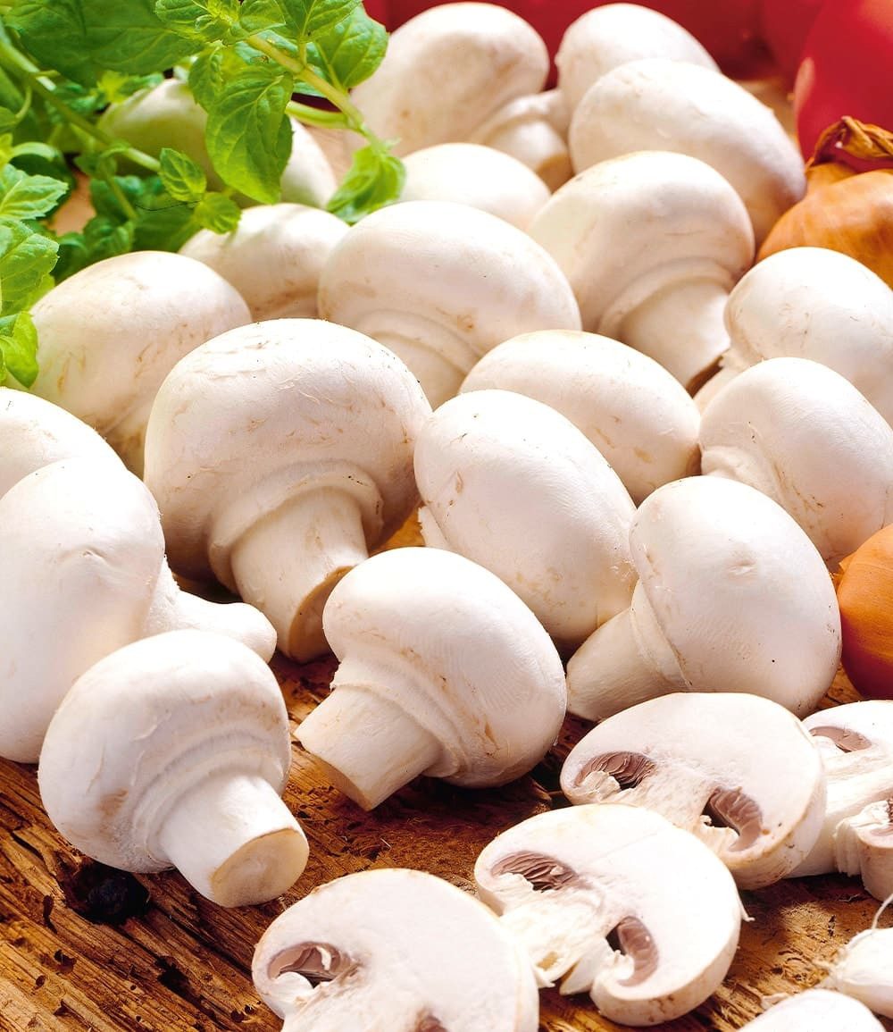 BALDUR Garten Gemüsepflanze Weiße Edel-Champignons (Kulturset), 1 St., Pilzzuchtset, essbar, ertragreich,winterhart, mehrjährig