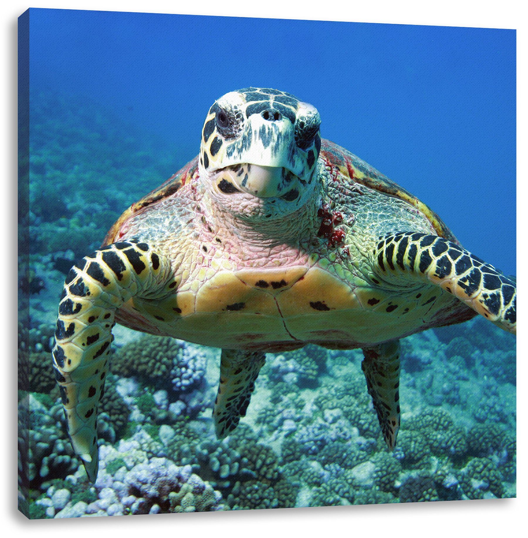 Leinwandbild inkl. Pixxprint Leinwandbild Korallenriff, Zackenaufhänger fertig St), Korallenriff bespannt, Schildkröte (1 Schildkröte