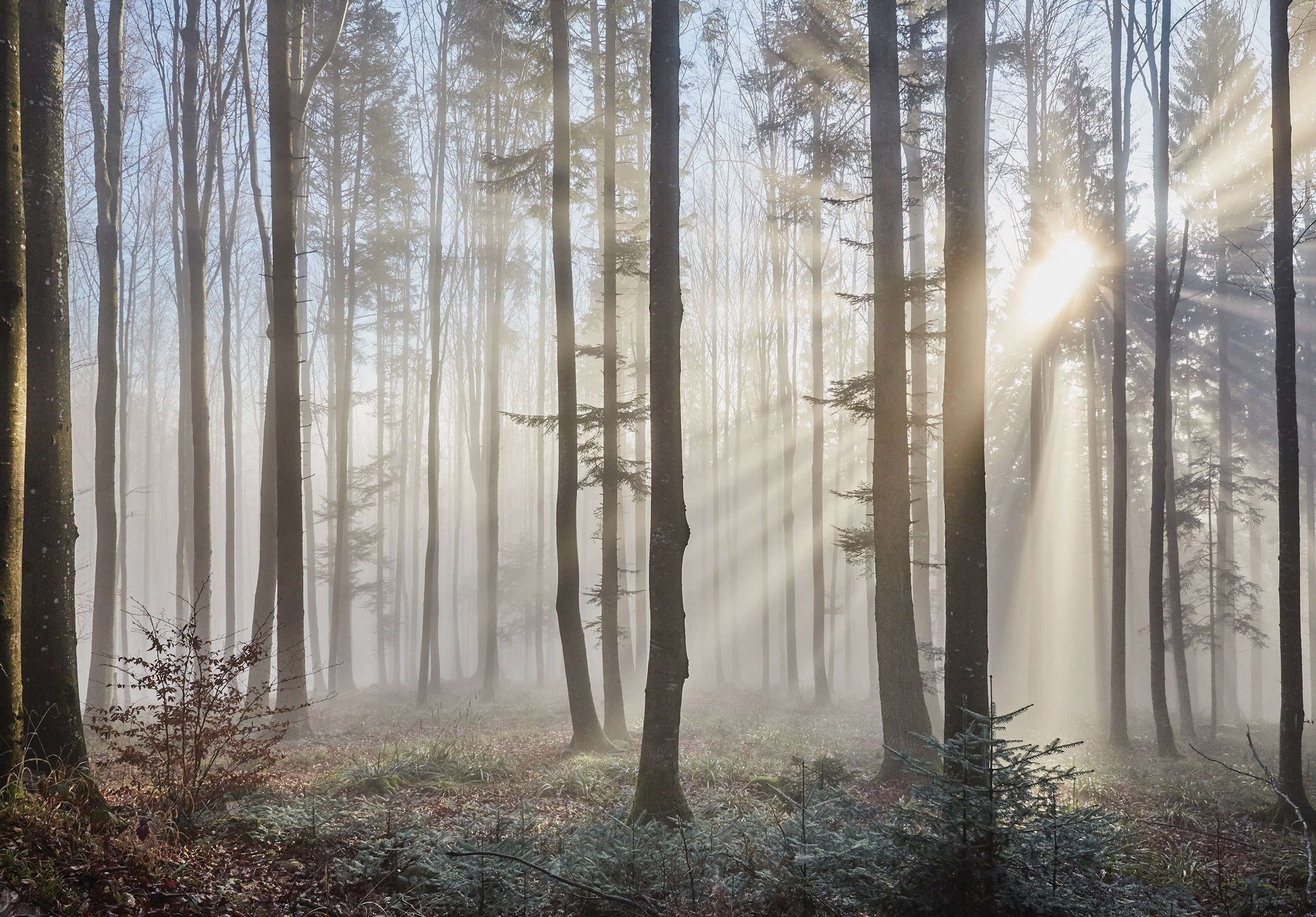 Wallarena Fototapete Wald im Nebel Natur Sonne Baum Wohnzimmer Schlafzimmer günstig online kaufen