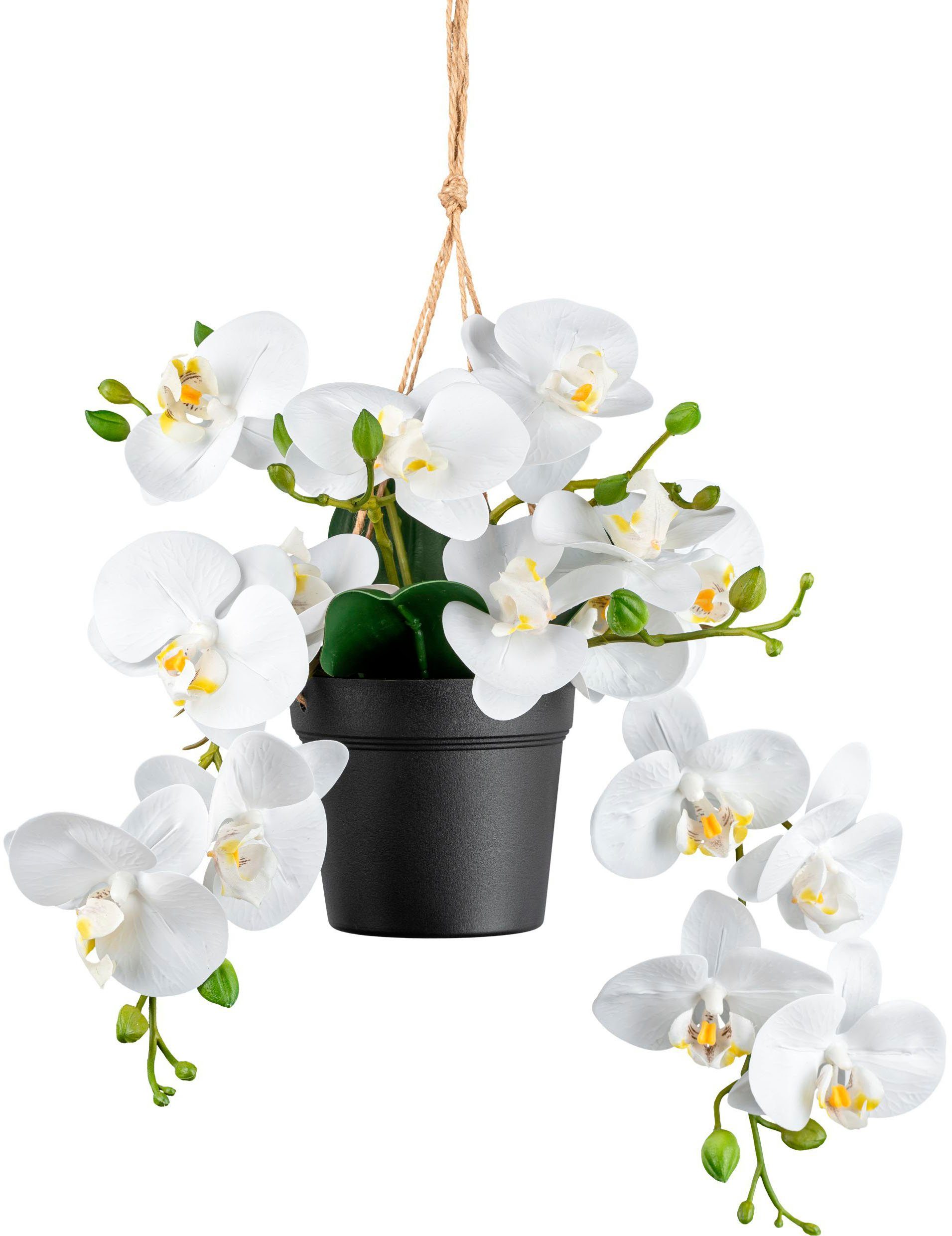 Kunstorchidee Orchidee Phalaenopsis Orchidee, Creativ green, Höhe 25 cm, mi günstig online kaufen