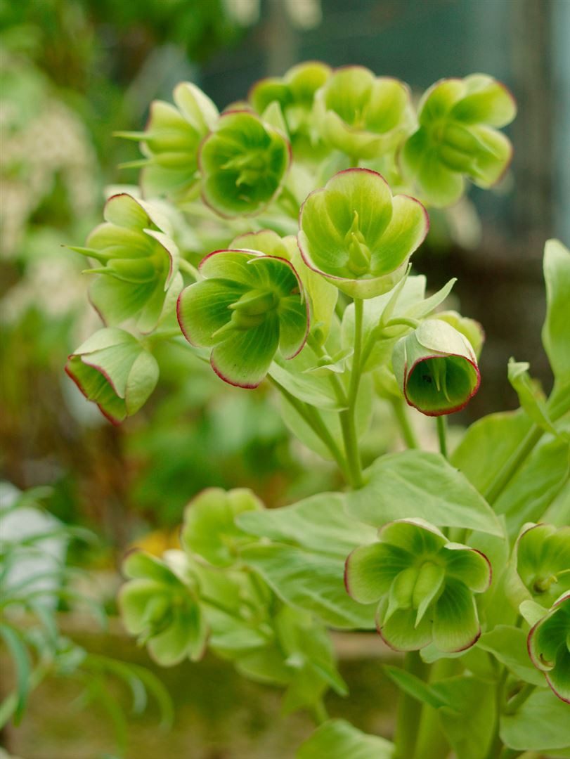 Pflanzen für Dich Staude Helleborus foetidus Wester Flisk, 1 St., Stinkende Nieswurz, Palmblatt-Nieswurz